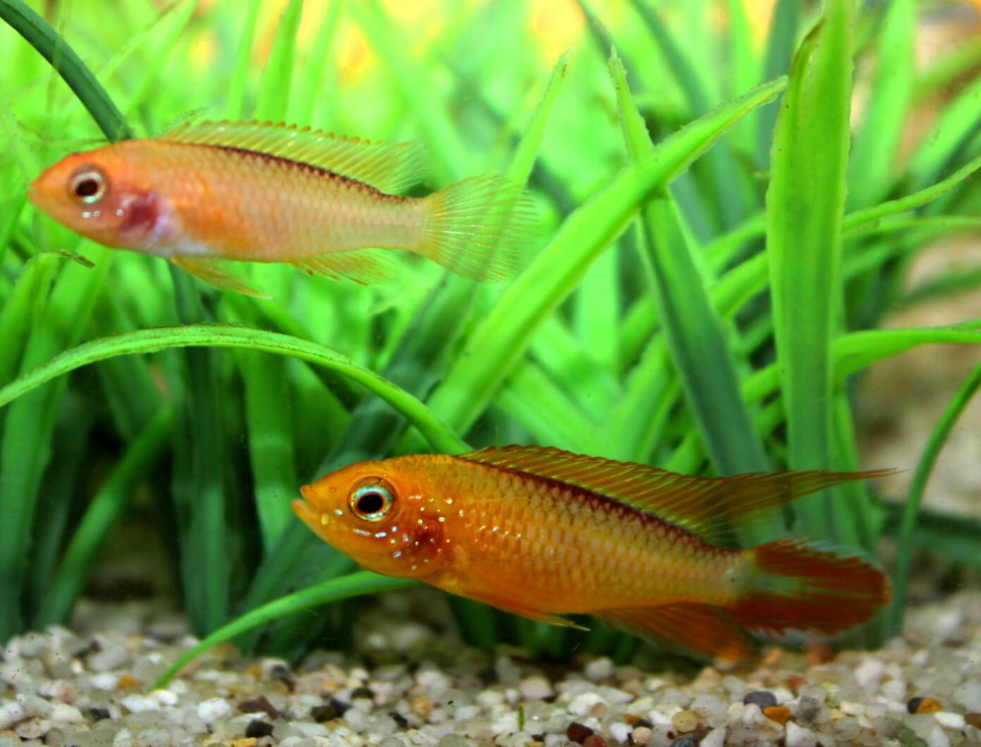 2.	Młoda para w wieku 6 miesięcy, na dole samczyk.