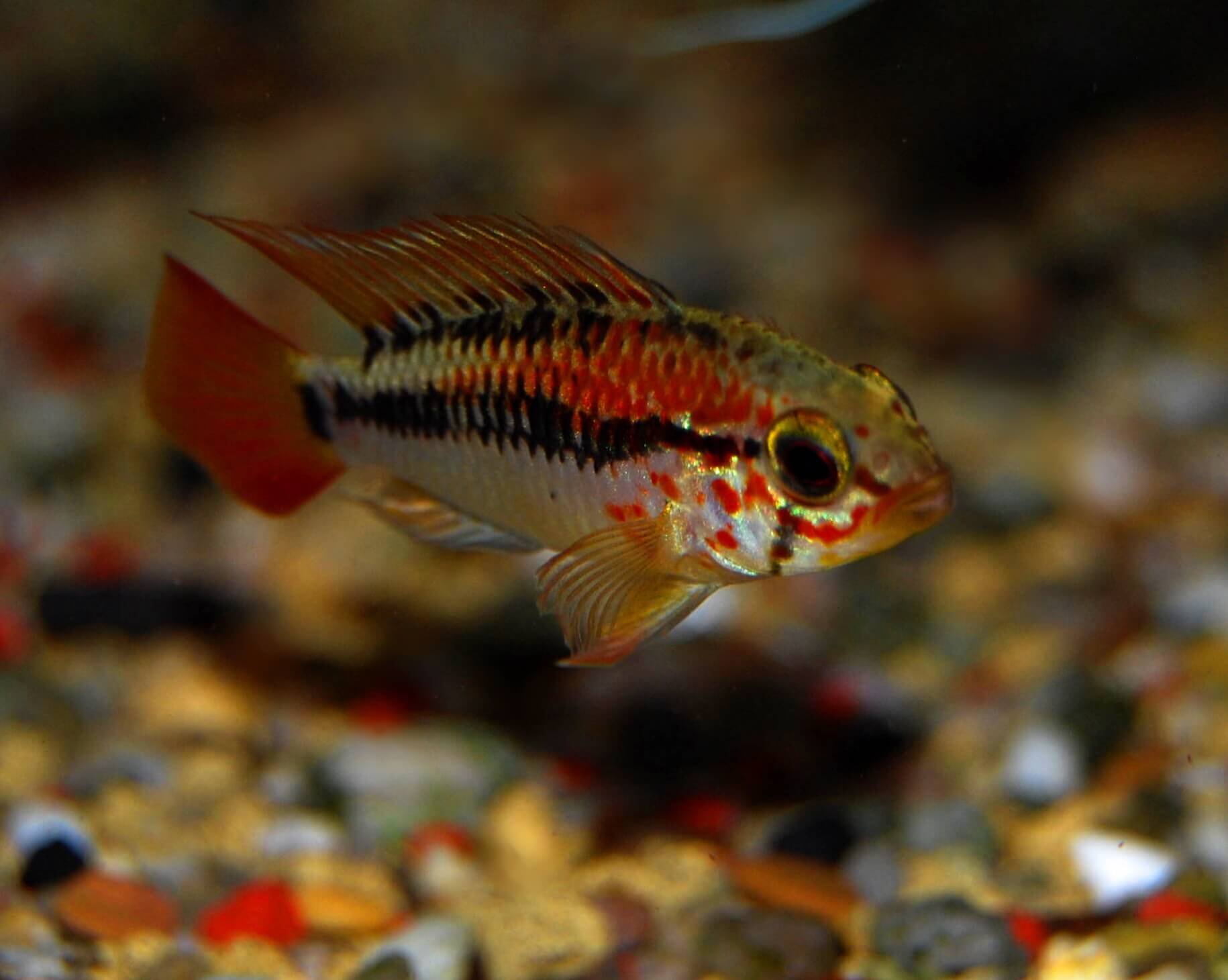 Apistogramma macmasteri: Complete Guide to Breeding