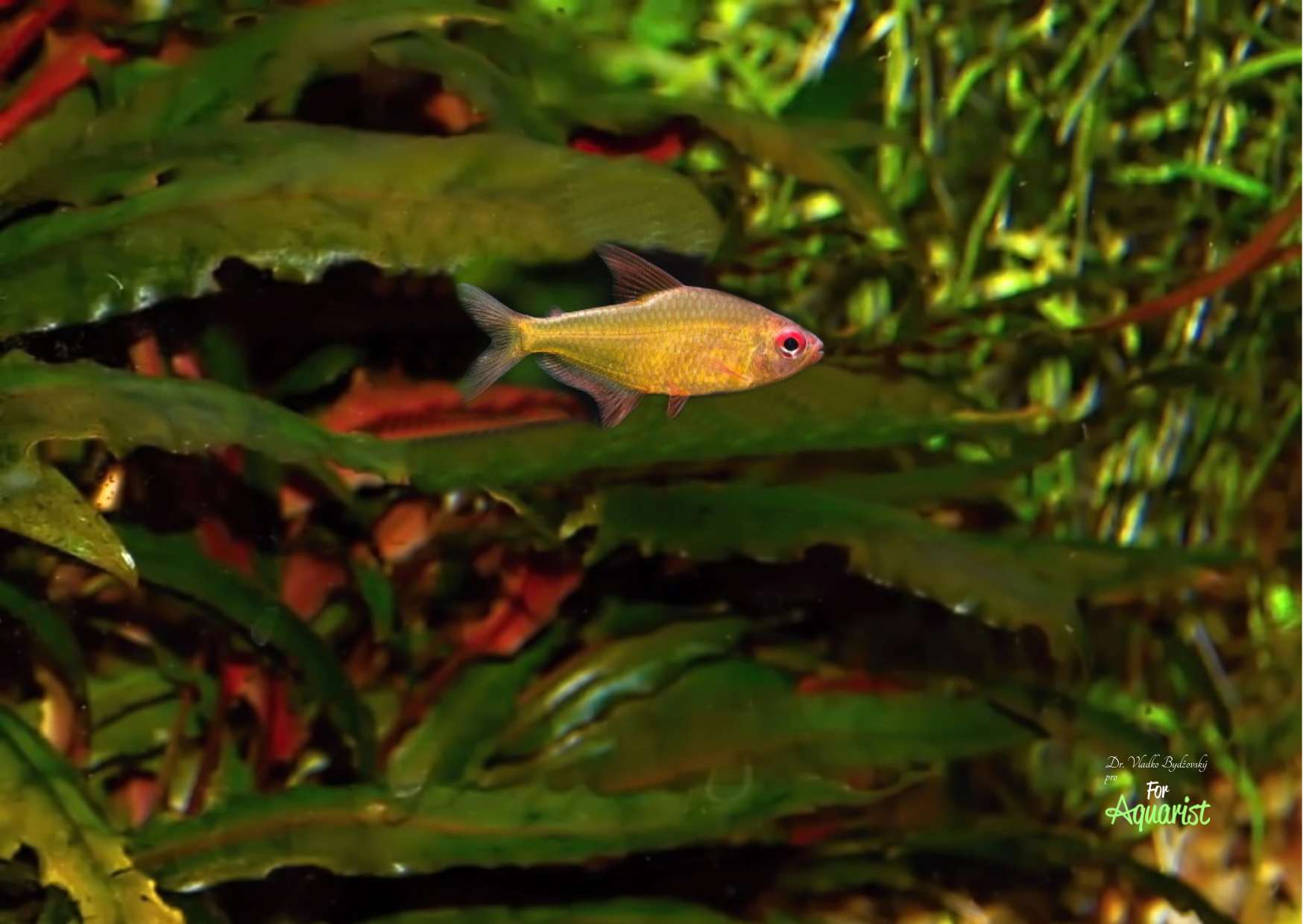 Hyhessobrycon cf. pulchripinnis