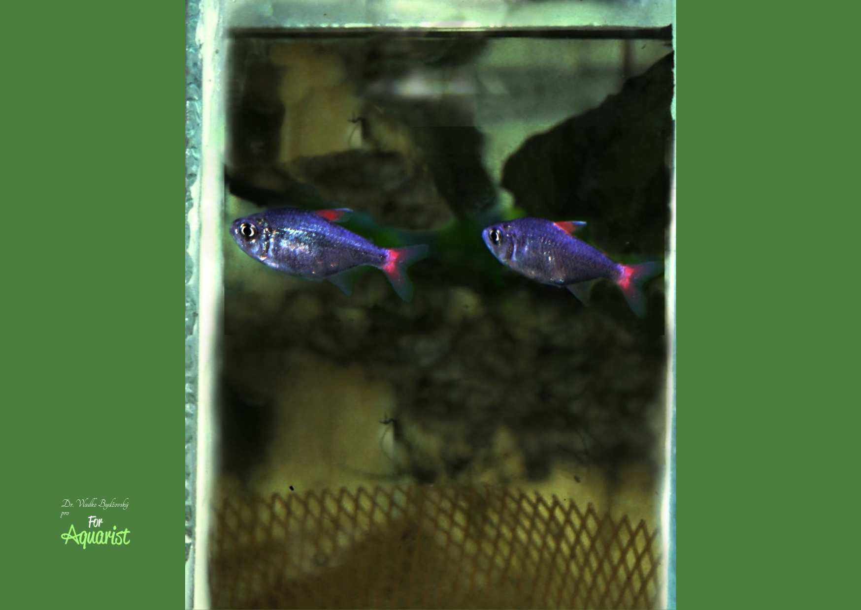 Hyphessobrycon eilyos