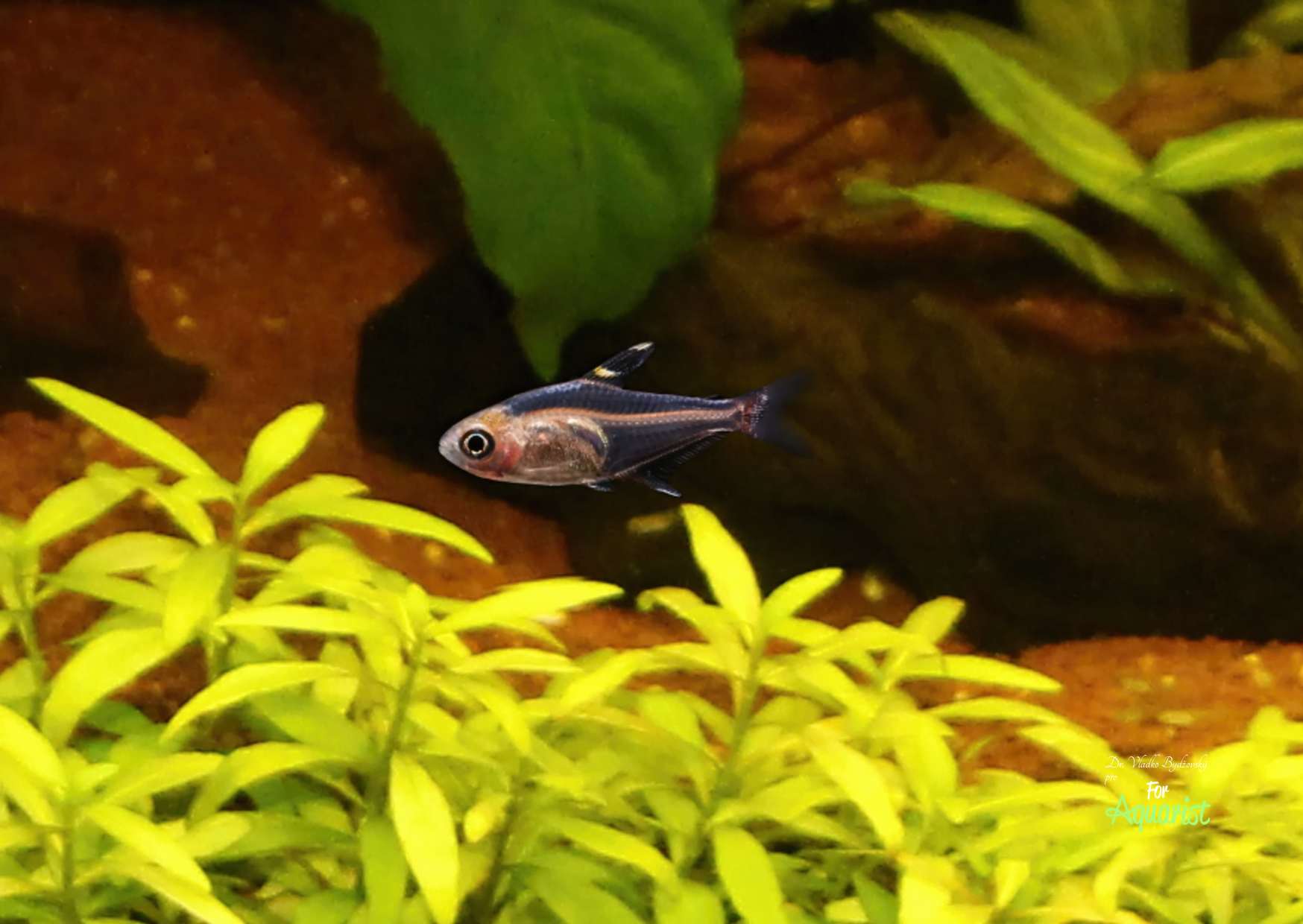 Hyphessobrycon sp. ROSE