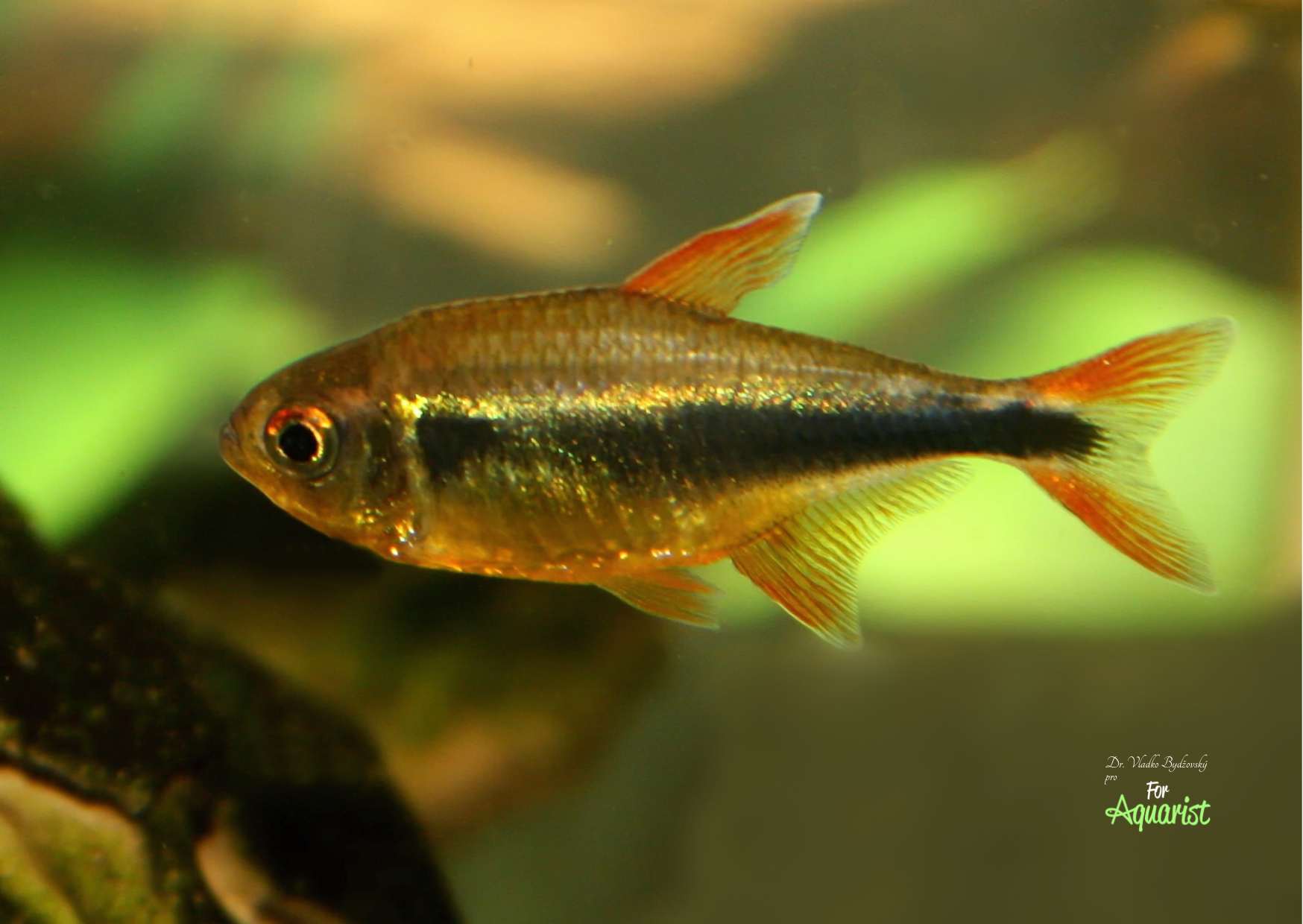 Hyphessobrycon sp.aff.tukano