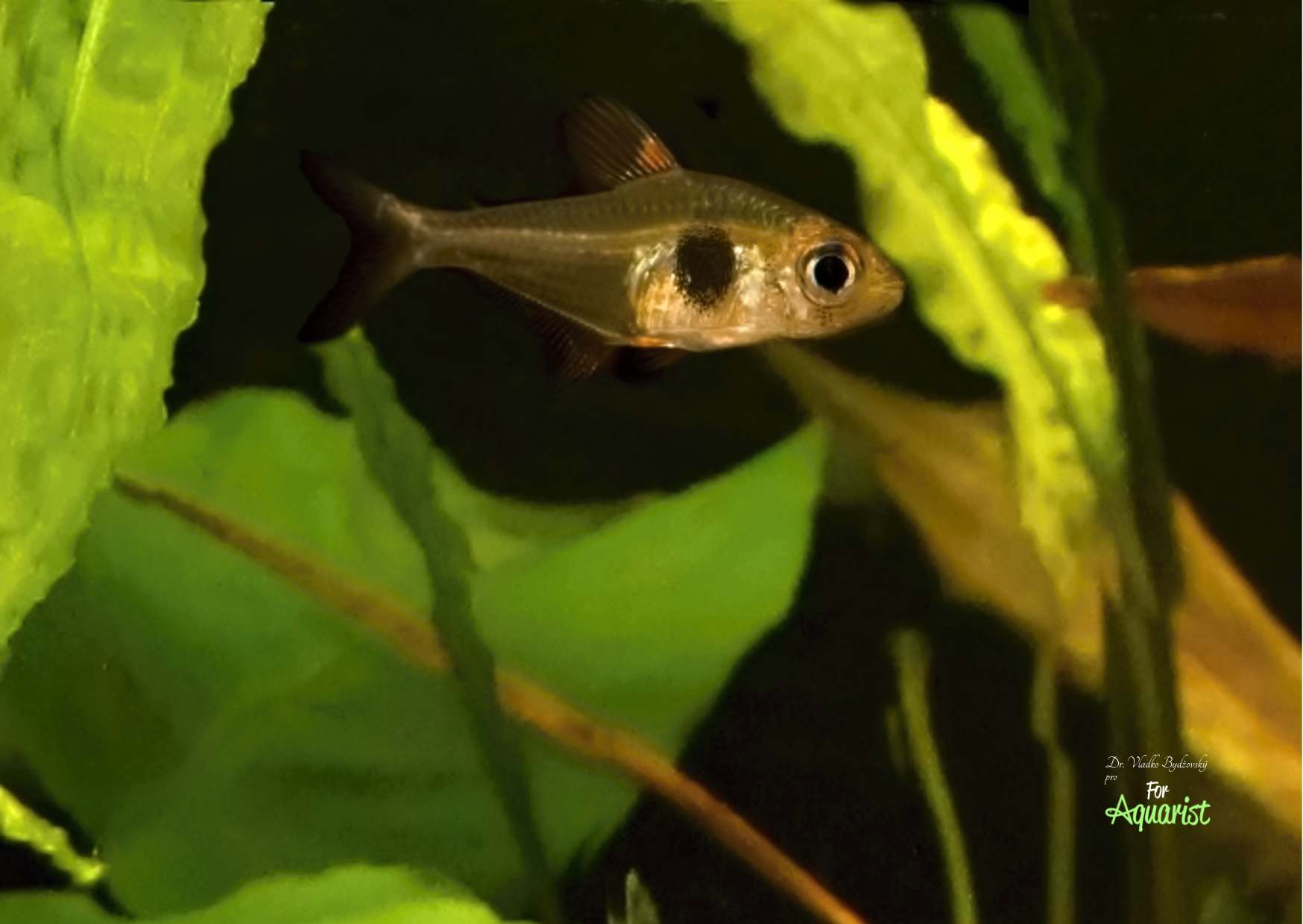 Hyphessobrycon takasei AMAPA