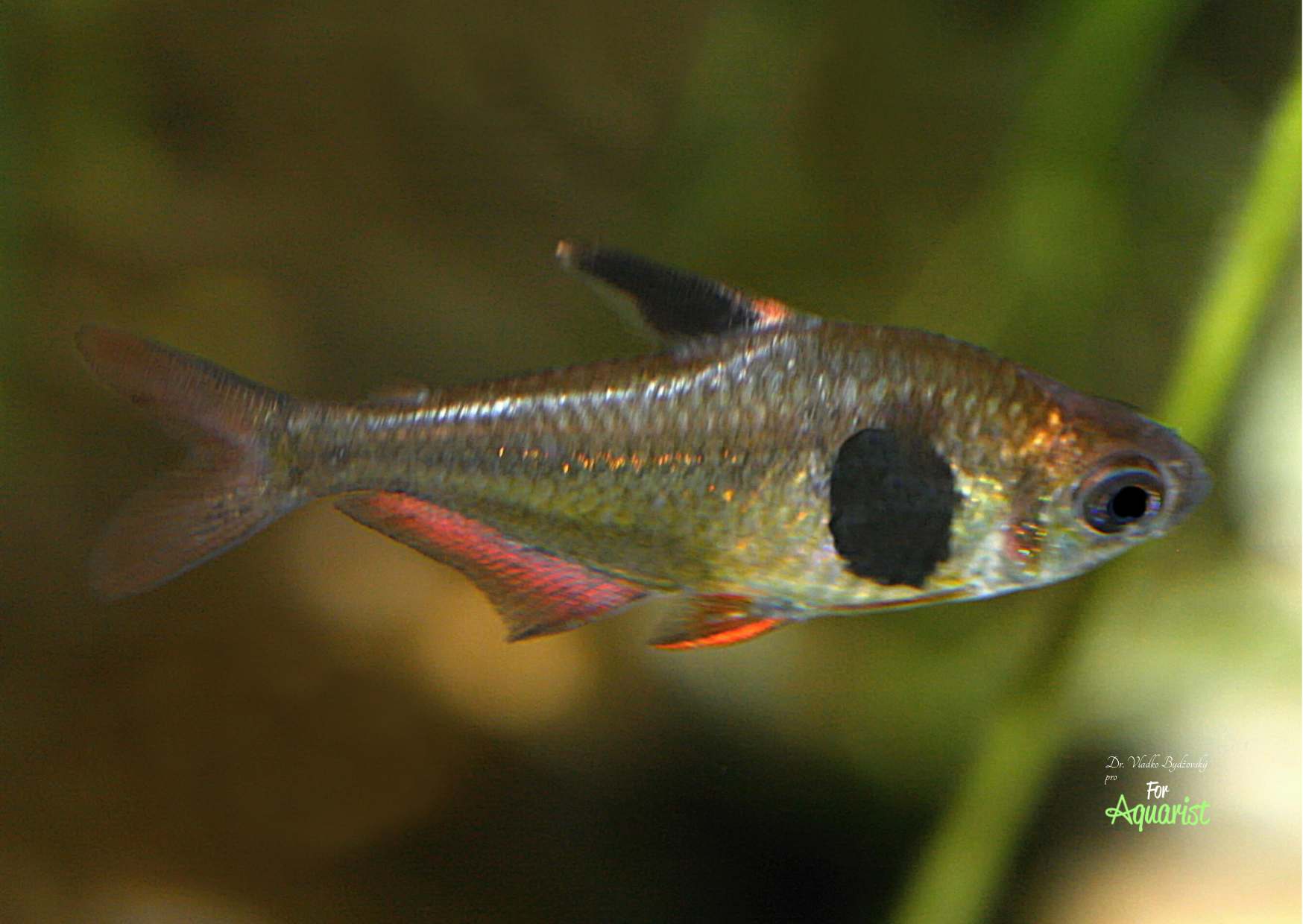 Hyphessobrycon takasei