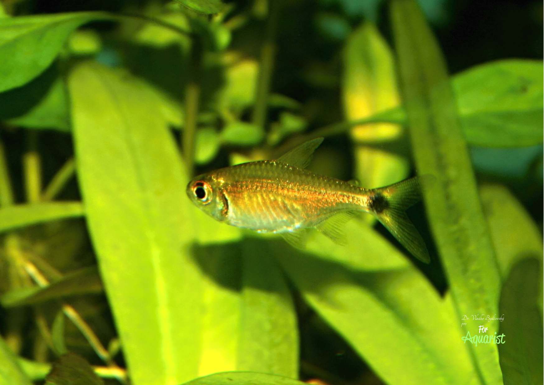 Hyphessobrycon tropis