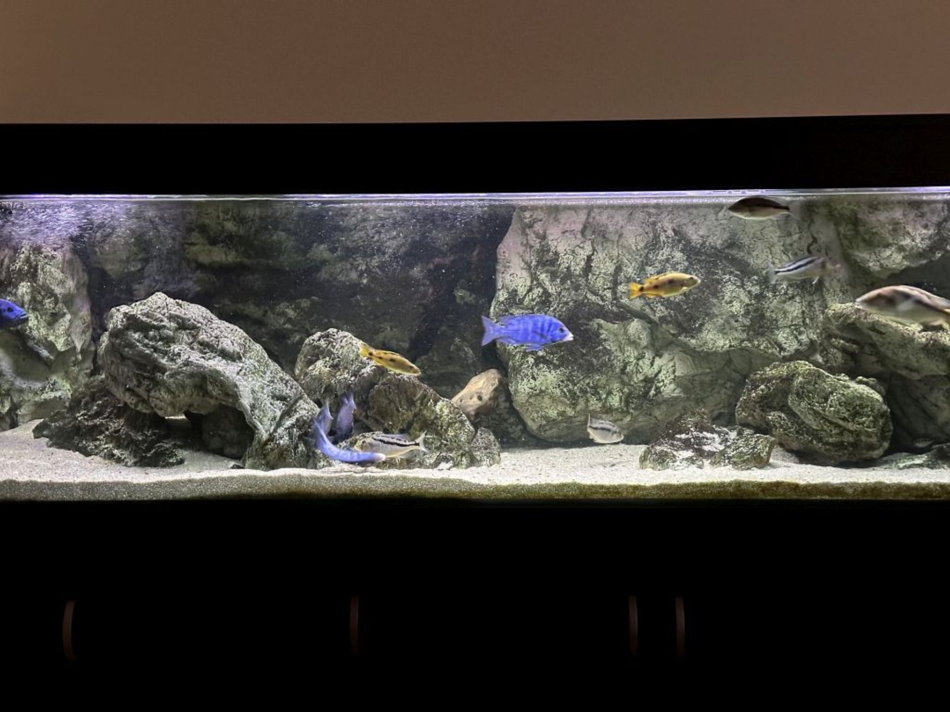My Malawi Lake Aquarium 250 x 70 x 70cm with Nonmbunas and Predators