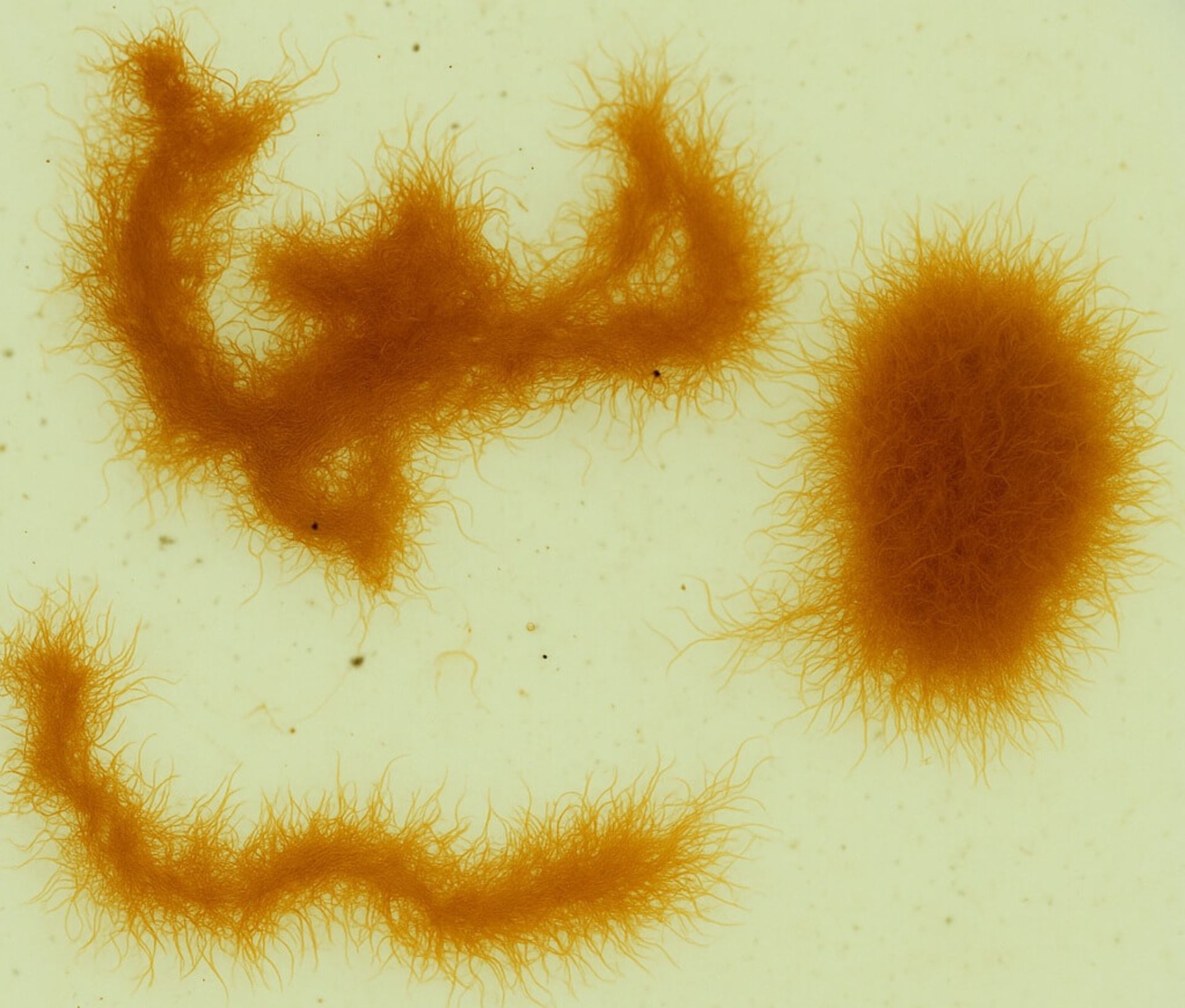 Auloforus – skvělé živé krmivo pro potěr ale i dospělé ryby