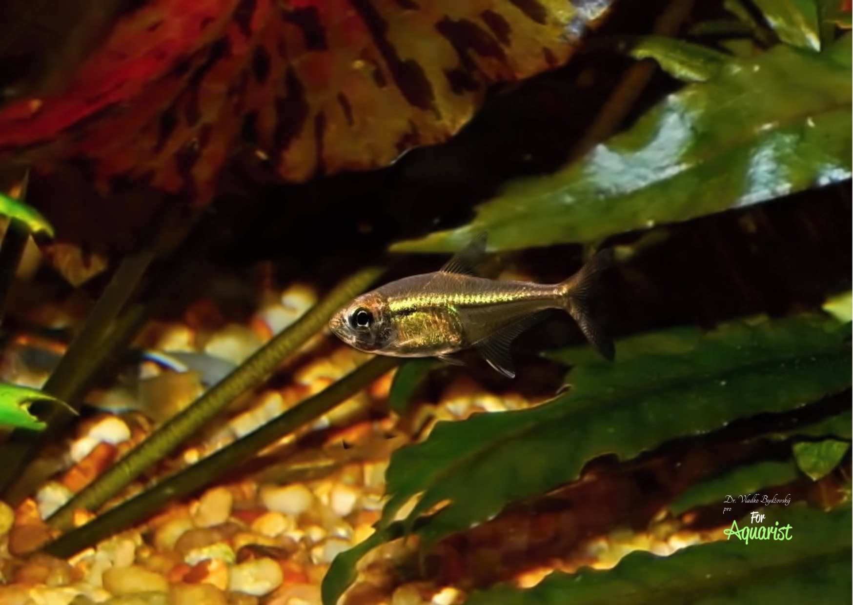 Hyphessobrycon cf.elegans