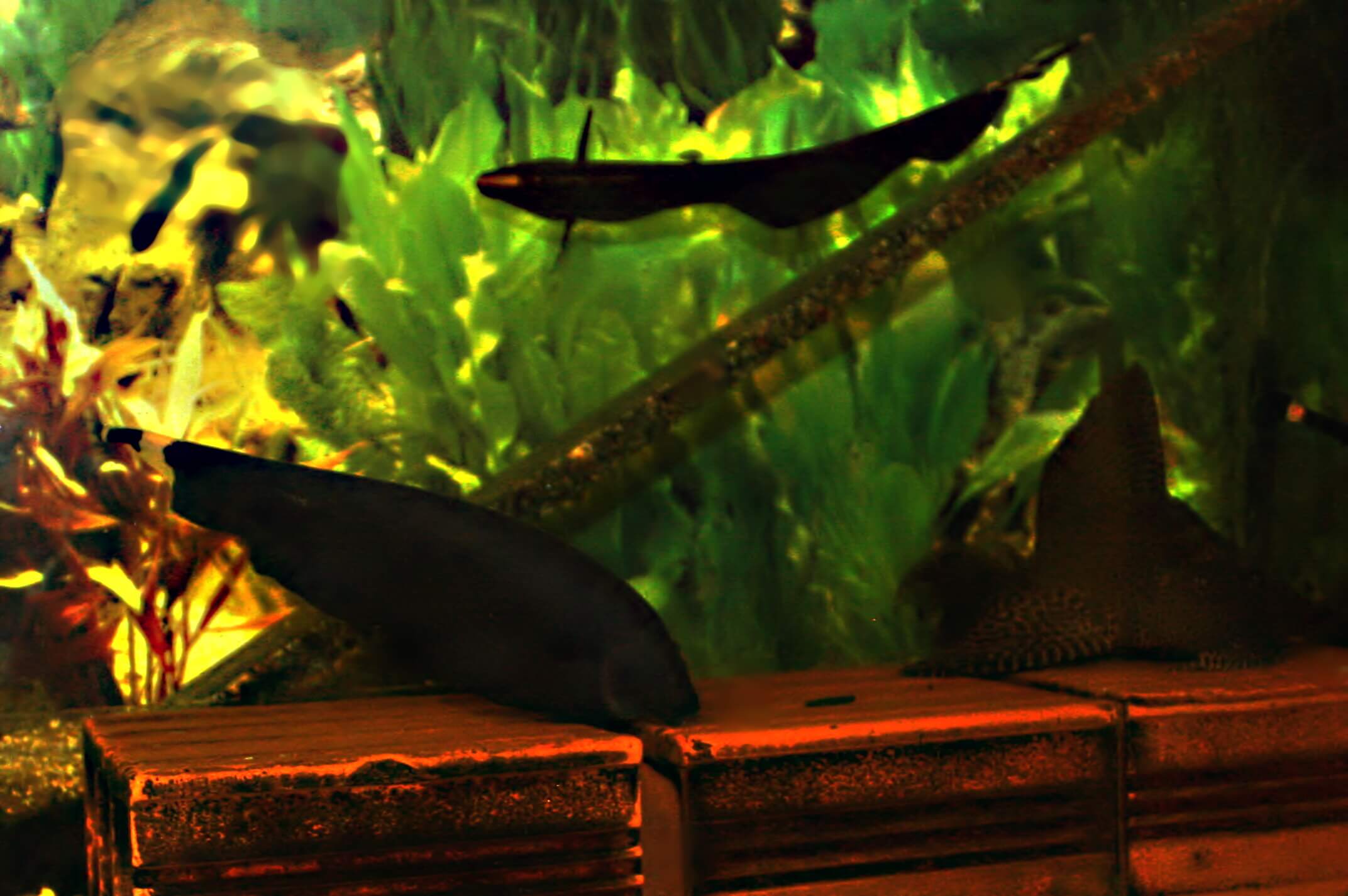 3.	Die Geschlechtsunterschiede erkennt man hauptsächlich an der verlängerten Schnauze, die Weibchen haben eine kurze und abgerundete.