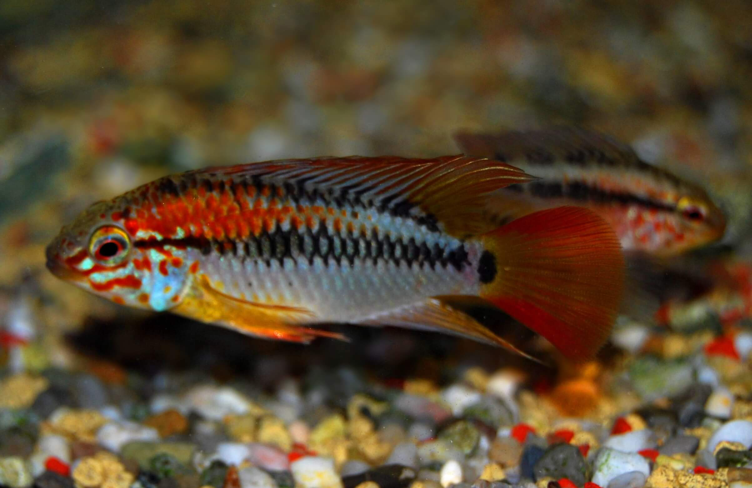 3. Another slightly differently colored male Apistogramma macmasteri, red-backed variant.