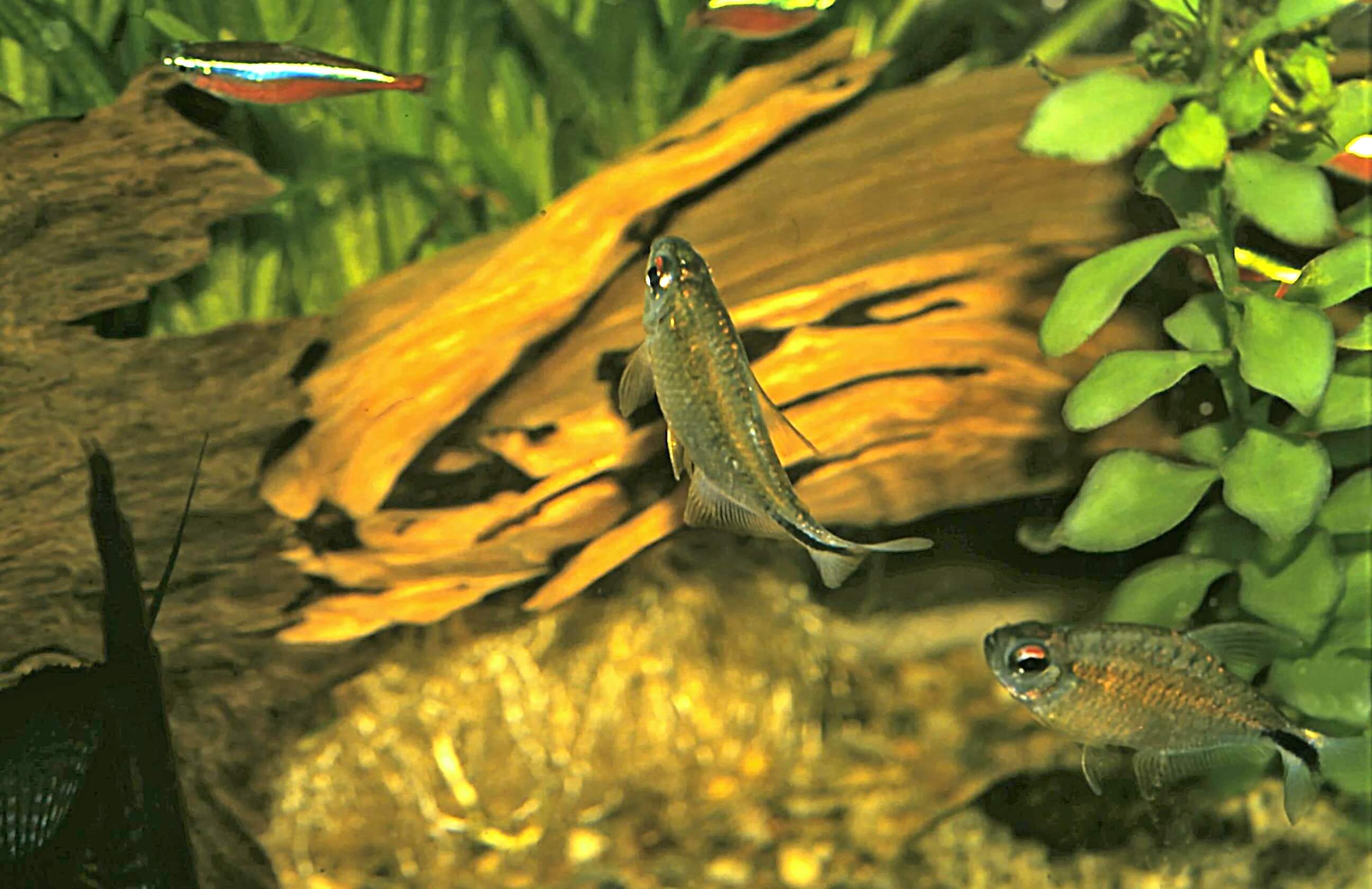 3.	Častým jevem je „hra na honěnou“ teter Leopoldových. Známkou pohlavní dospělosti jsou i námluvy, samečci projevují zájem o samičky.