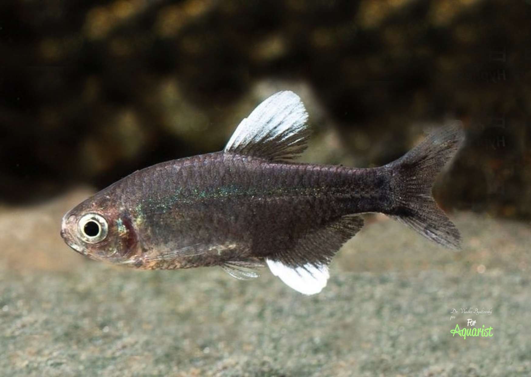 Hyphessobrycon negodagua