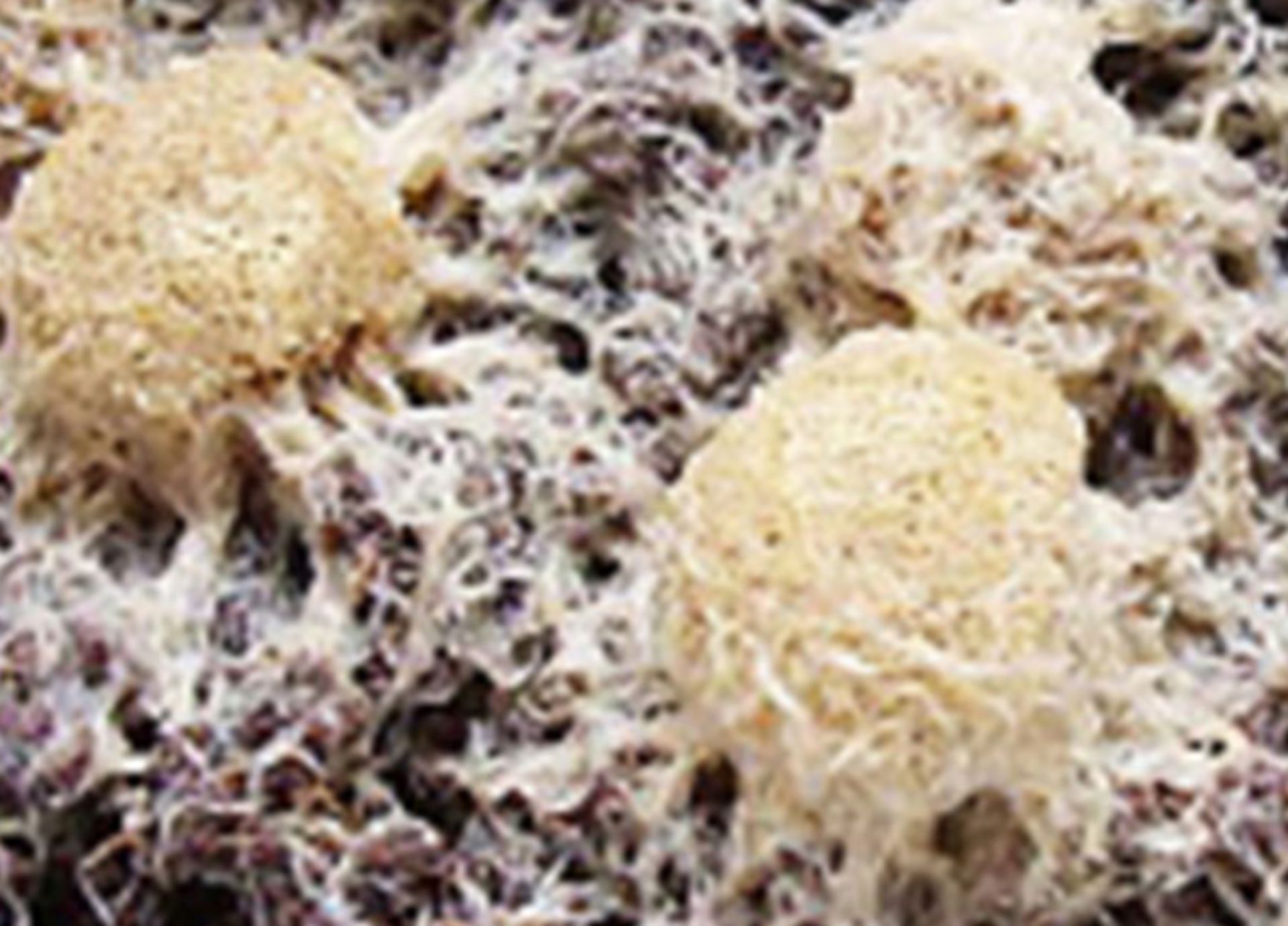 Grindal - proč je mezi akvaristy tak oblíbený?