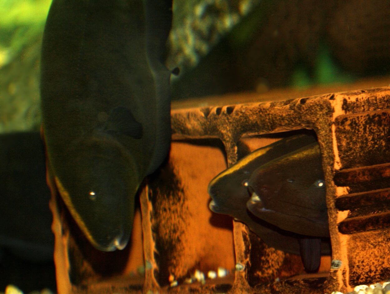 4. Der ausgewachsene Rüde greift ein Paar in dem Versteck an, das jetzt ein hohler Ziegel ist.