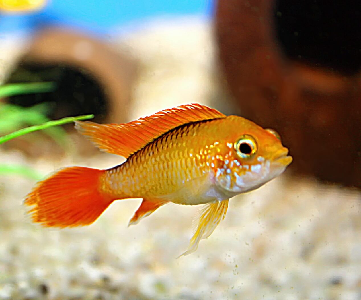 Hodowla i rozmnażanie pielęgnic Apistogramma agassizii w kolorowej odmianie „Fire Red”