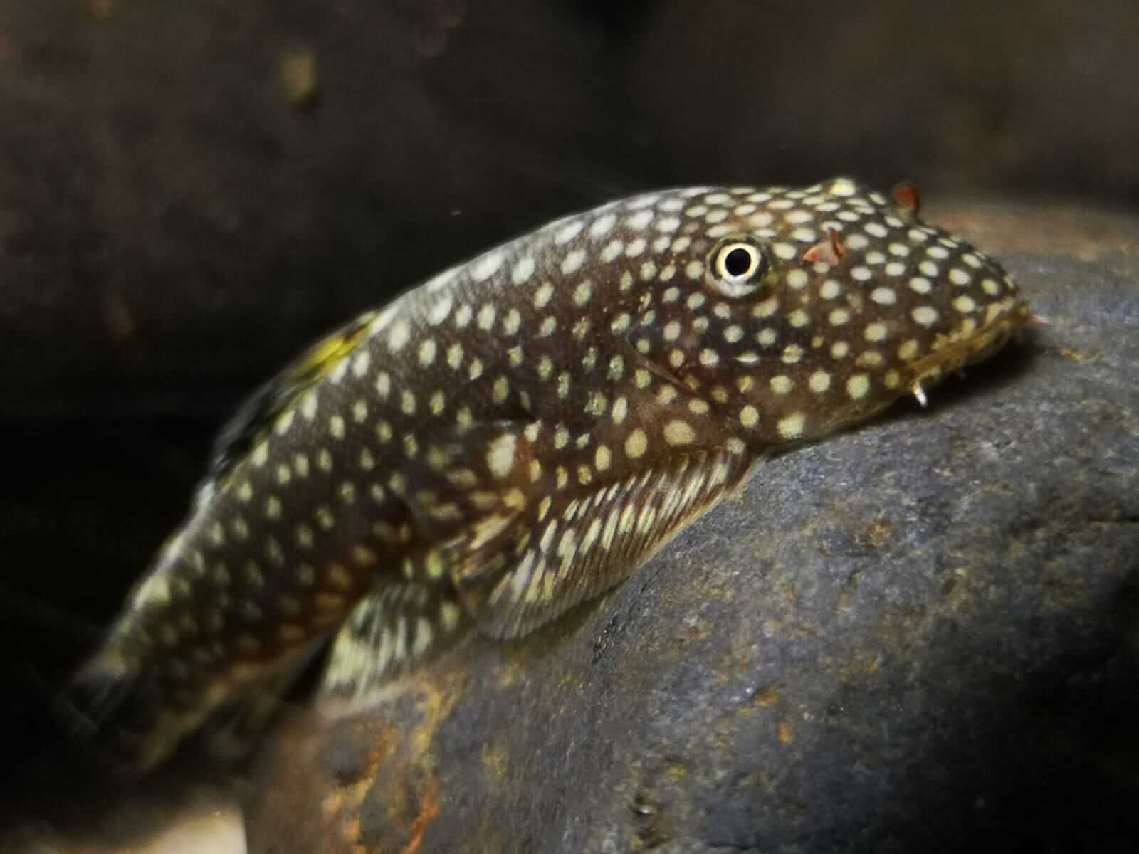 Gastromyzon ctenocephalus: Meister der Bergströme aus Borneo