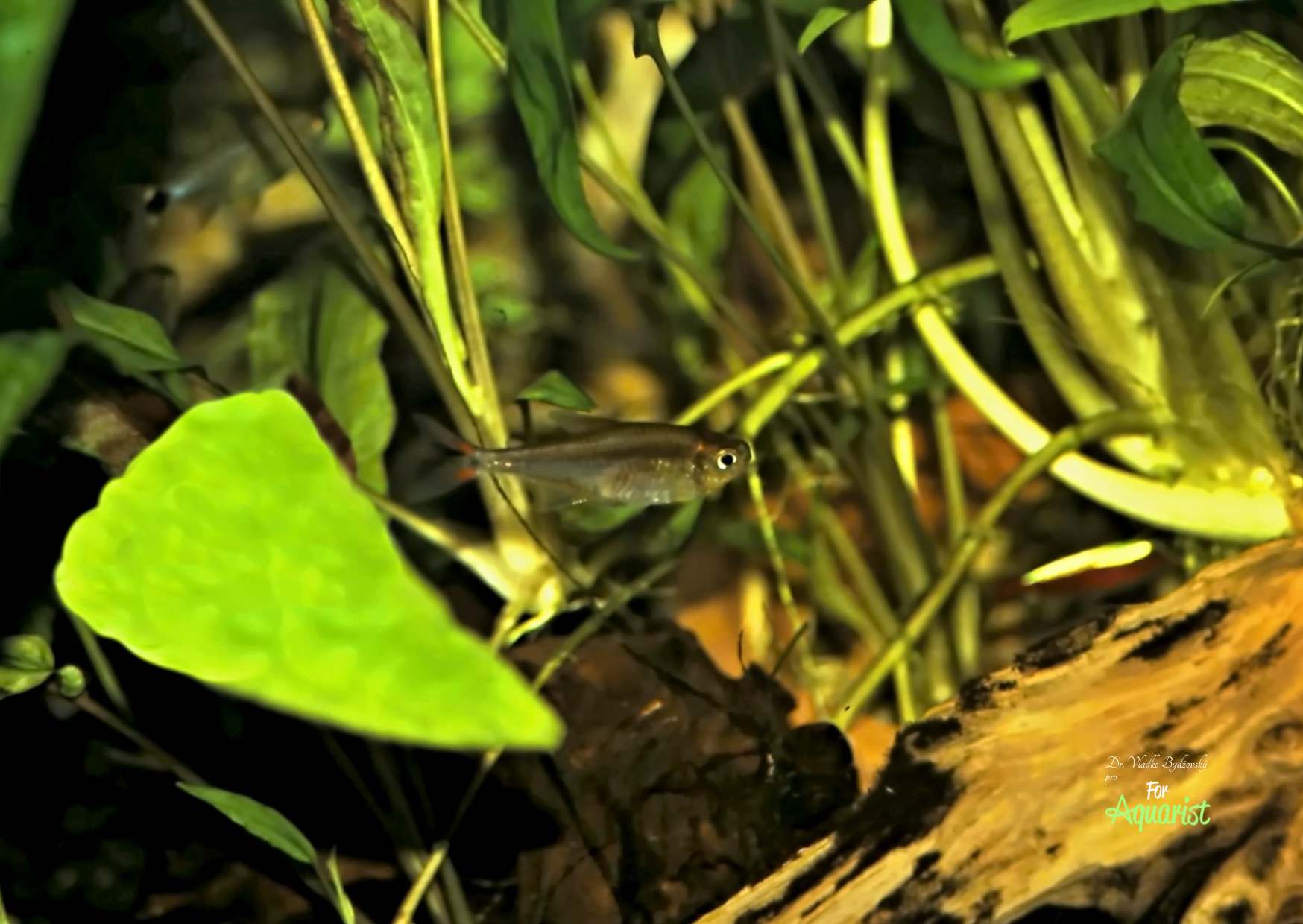 Hyphessobrycon coelestinus