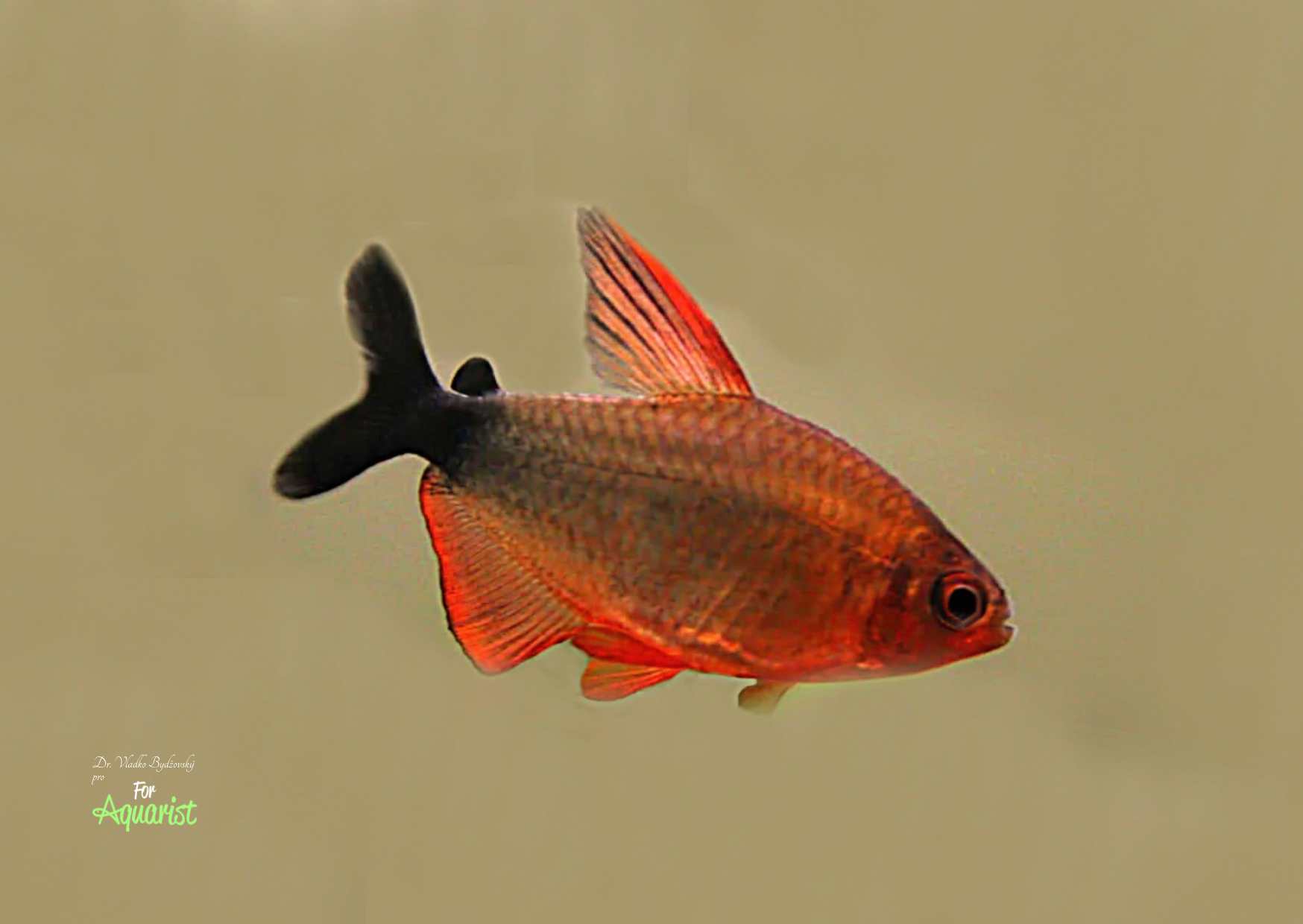 Hyphessobrycon peugeotorum