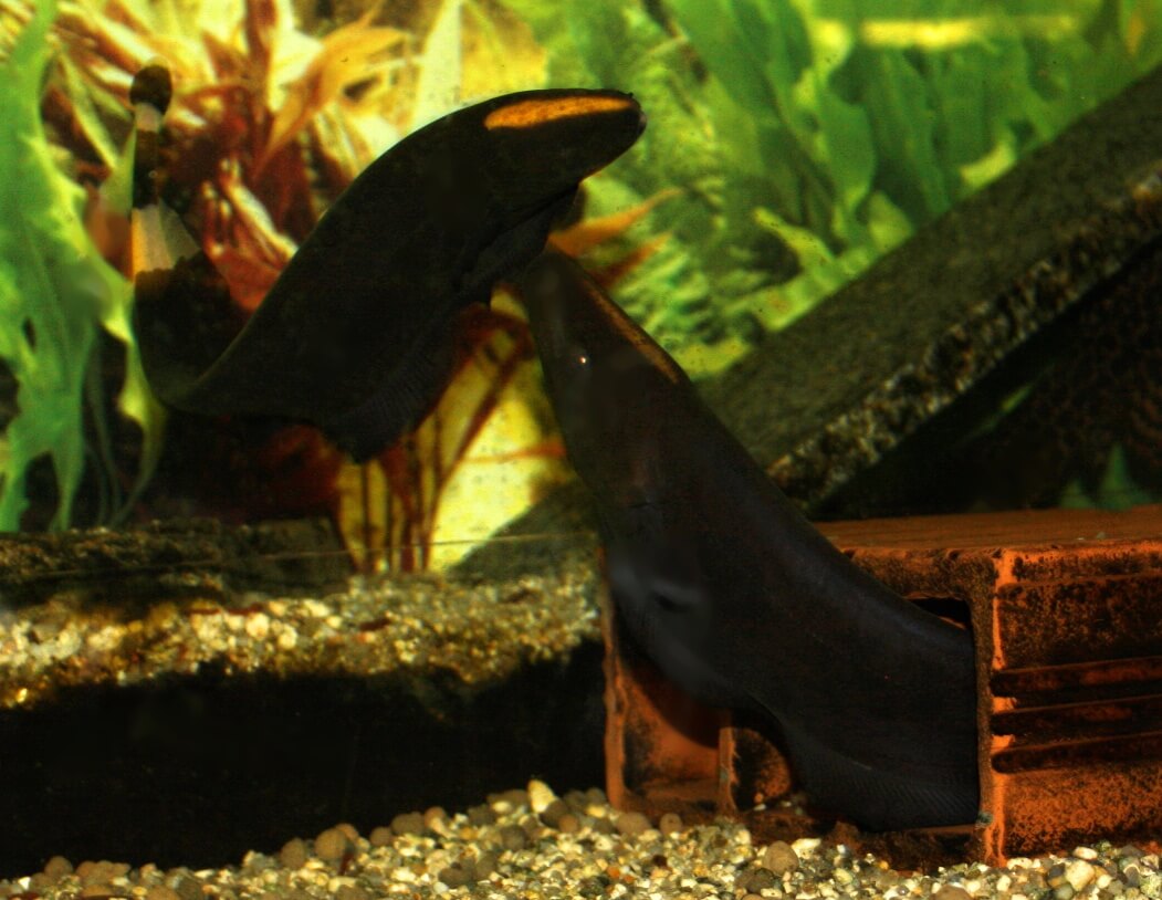 5. Der Aggressor wird jedoch hart zurückgewiesen.