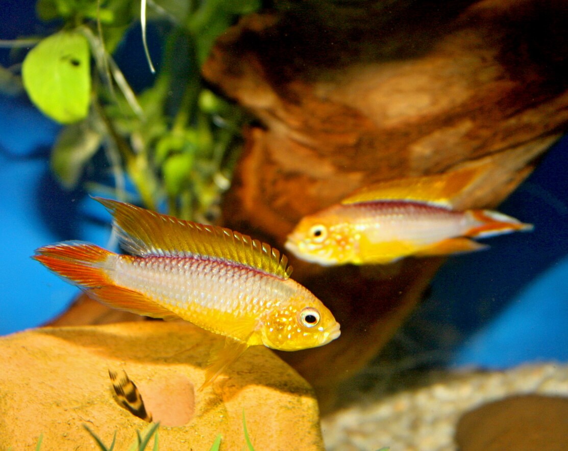 5.	Jeśli w akwarium są dwa samce, często toczą ze sobą zacięte walki. Chodzi o to, kto będzie szefem.