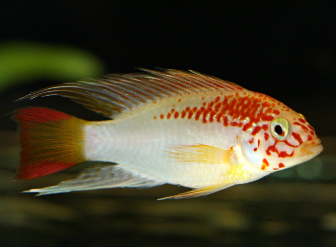 5. Adult male of the cichlid Apistogramma macmasteri, GOLD variant.