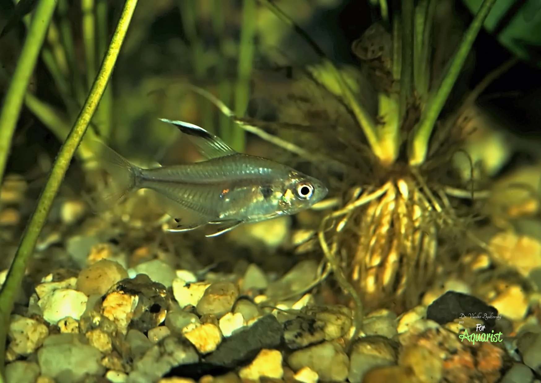 Hyphessobrycon copelandi