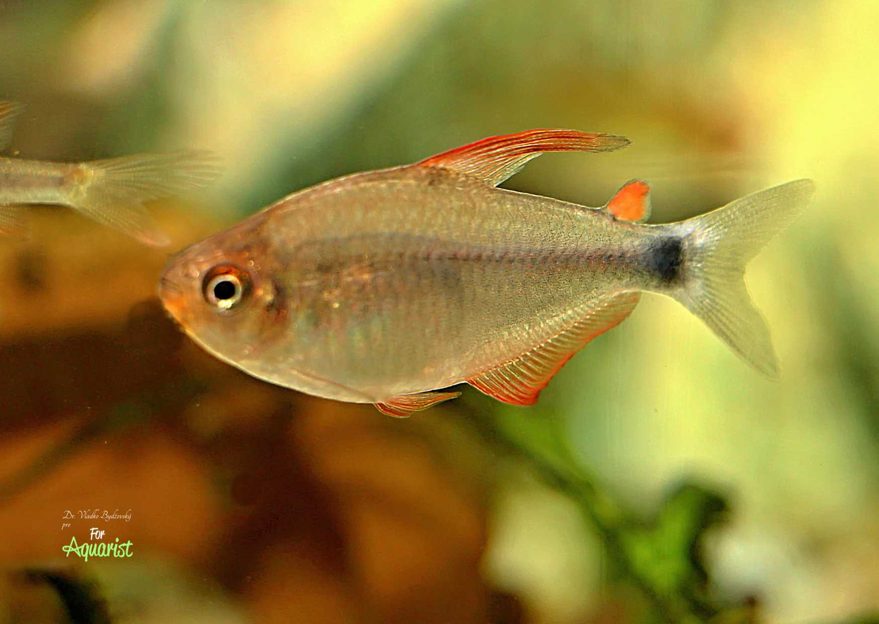Hyphessobrycon procyon