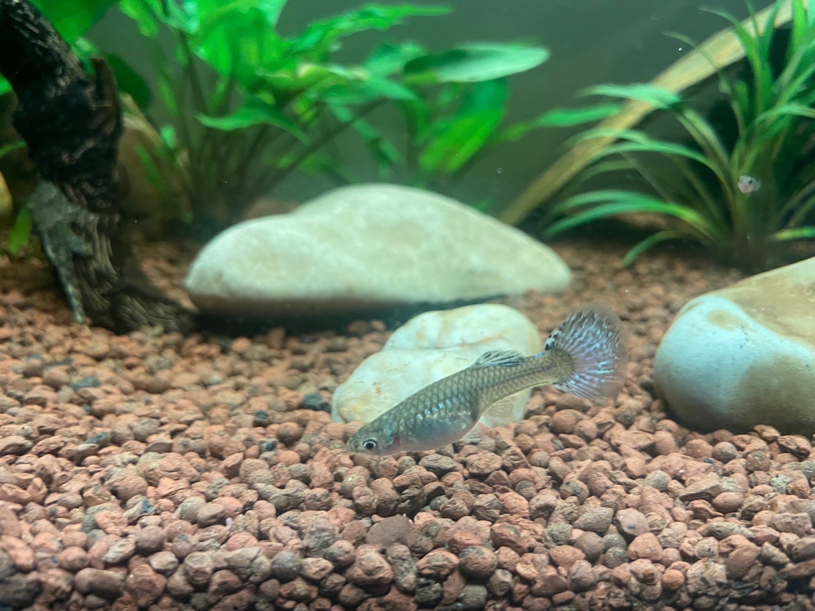 Hezka samice ktera je těhotná