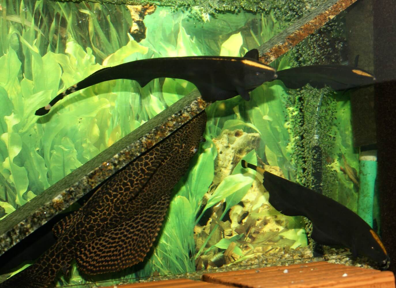 6. Als guter Reiniger dient Pterygoplichthys gibbiceps, dessen nächtliche Aktivität den Schwertträgern nichts ausmacht.