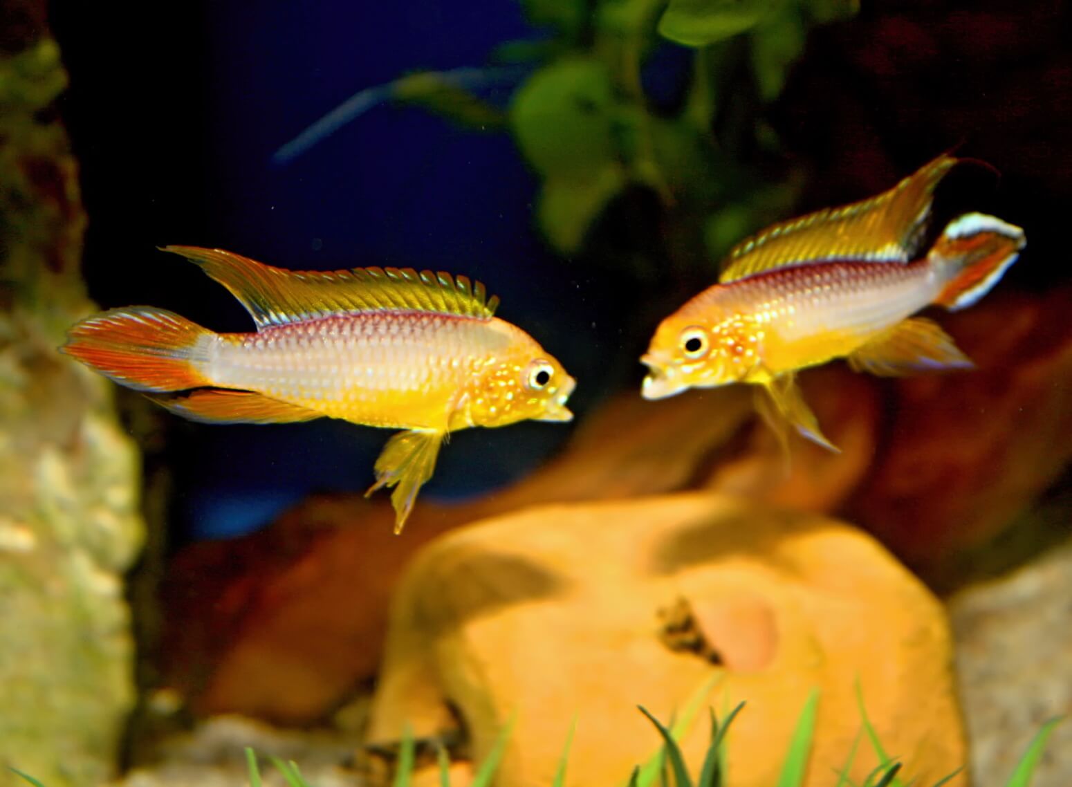 10.	Na początku tarła samica zajmuje odpowiednią rurkę. Swoje cichlidy zasadniczo hoduję w zwykle urządzonych zbiornikach.