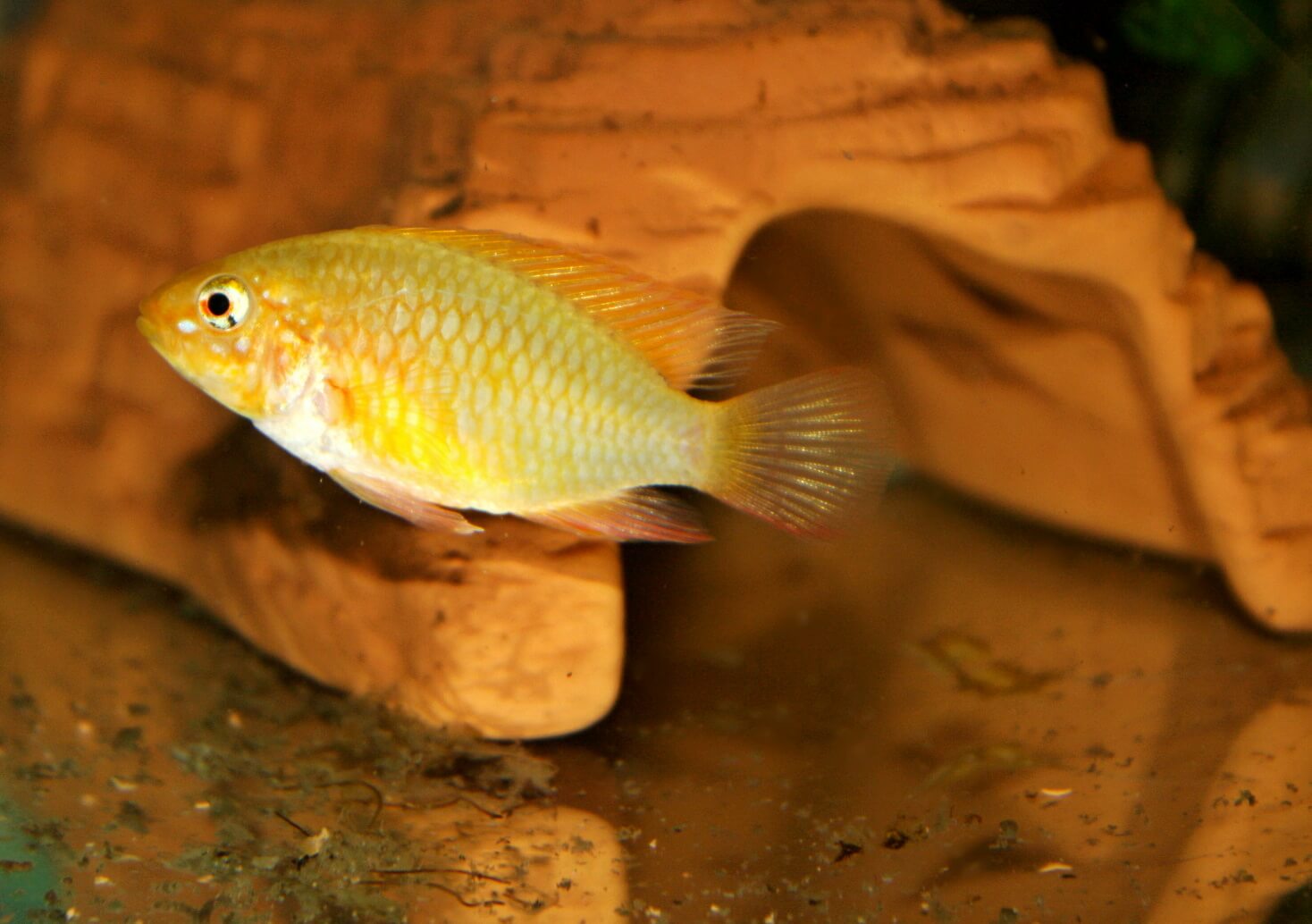 6. Female of the golden variant one week before spawning.