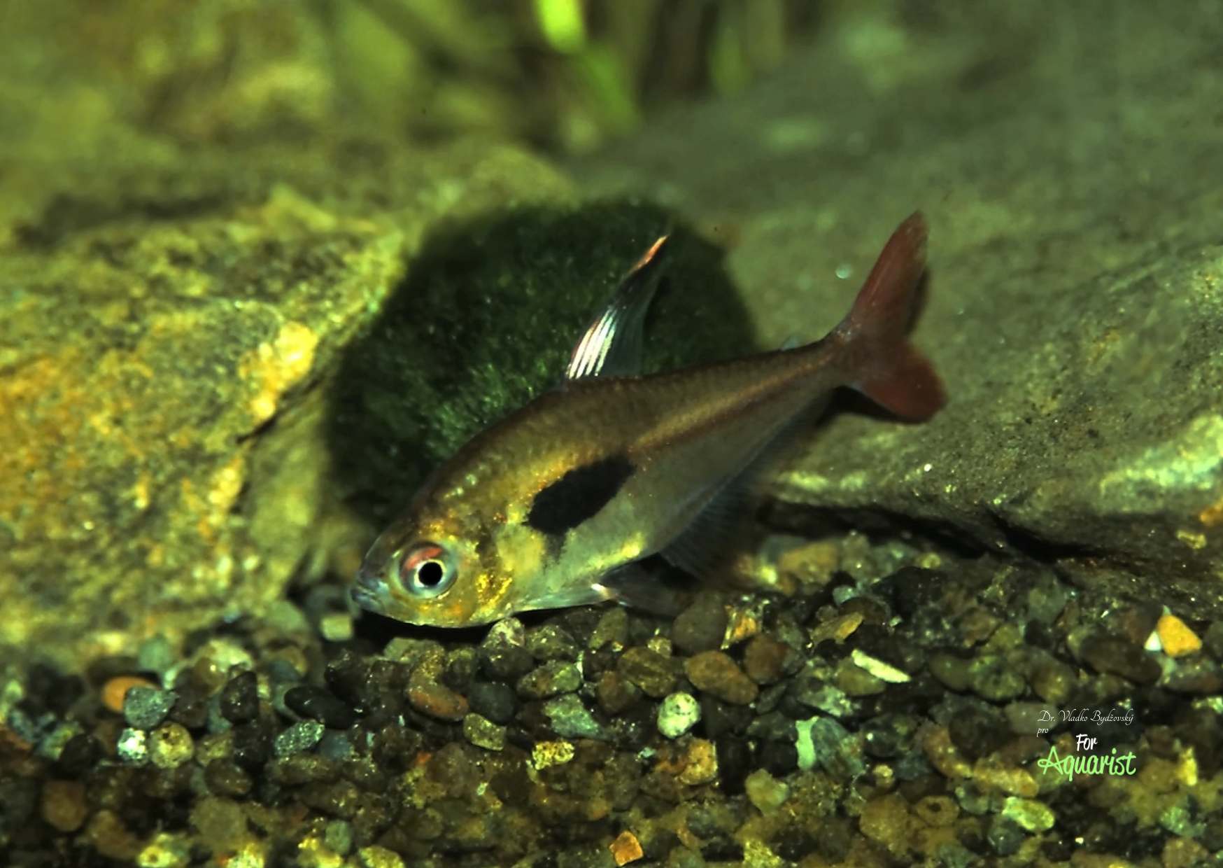 Hyphessobrycon epicharis