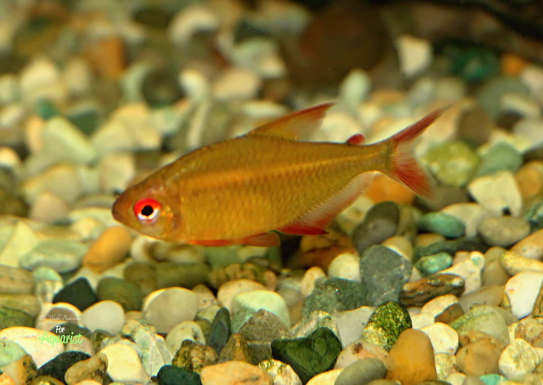 Hyphessobrycon sp. jacareacanga