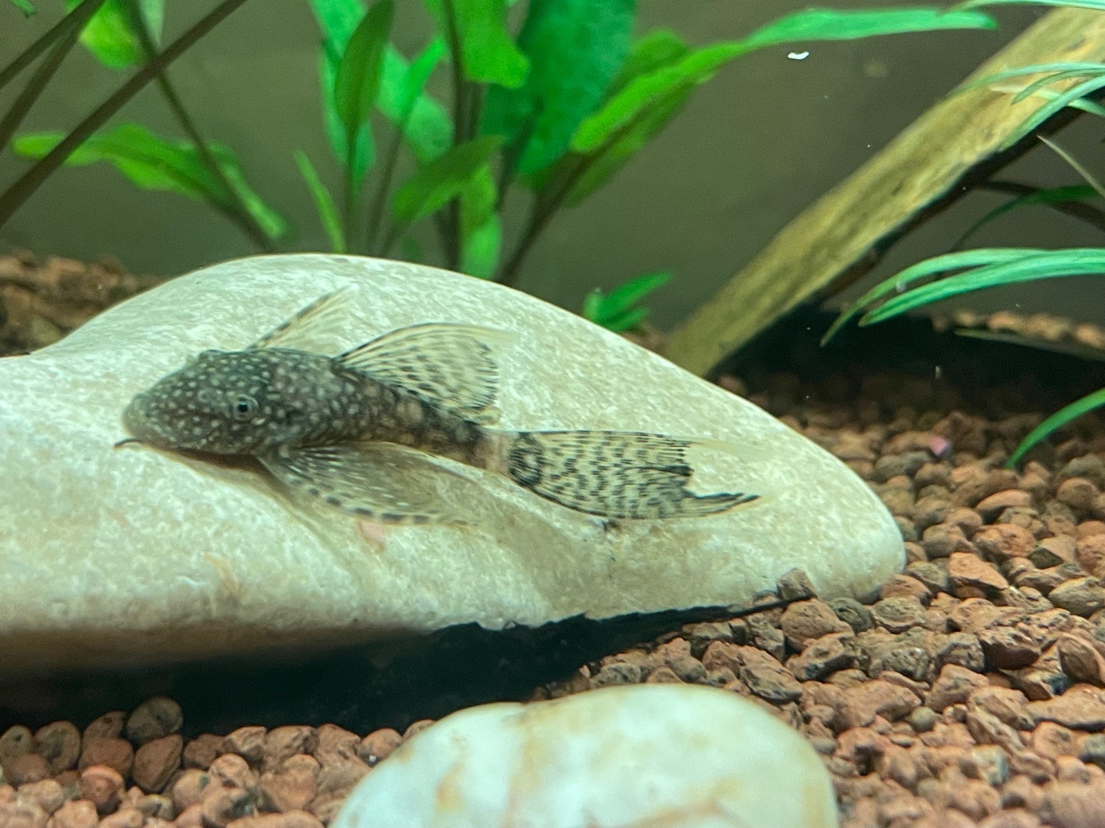 Krásný závojovtý ancistrus