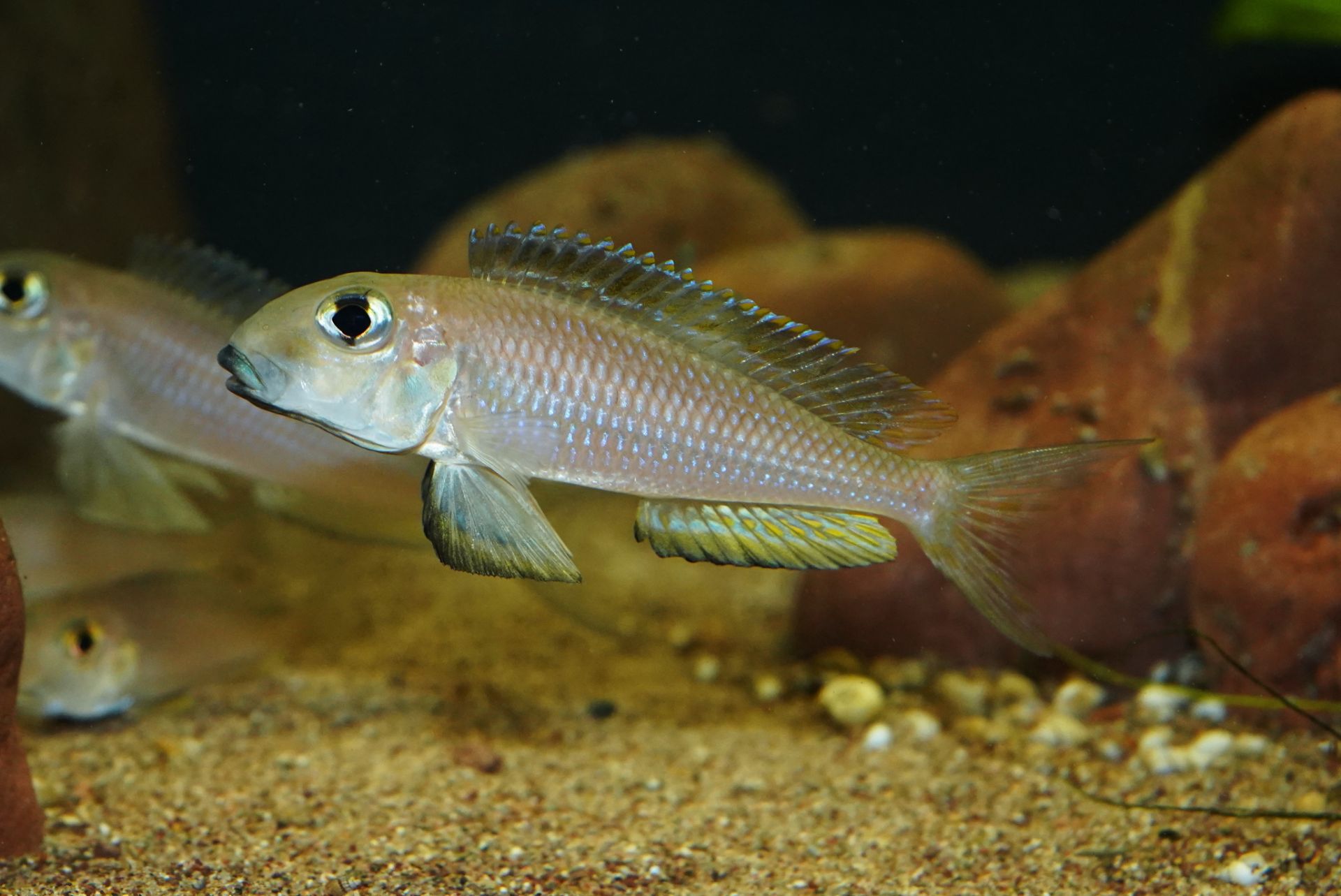 Tanganjikaseecichliden – Krátký portrét Xenotilapia boulengeri