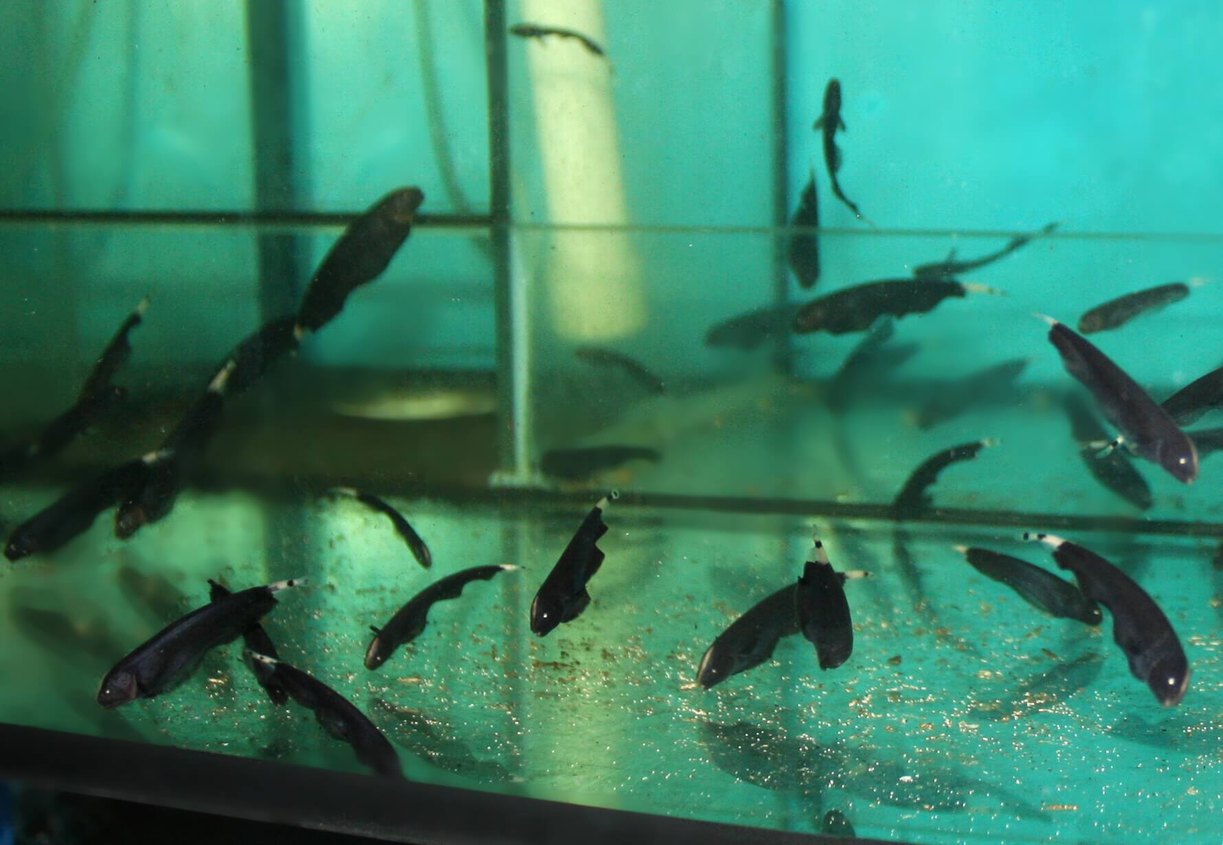 7.	Schwarm der jungen Apteronotus albifrons.