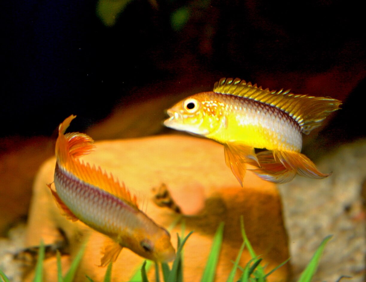 14.	Tym razem z przodu jest samica.