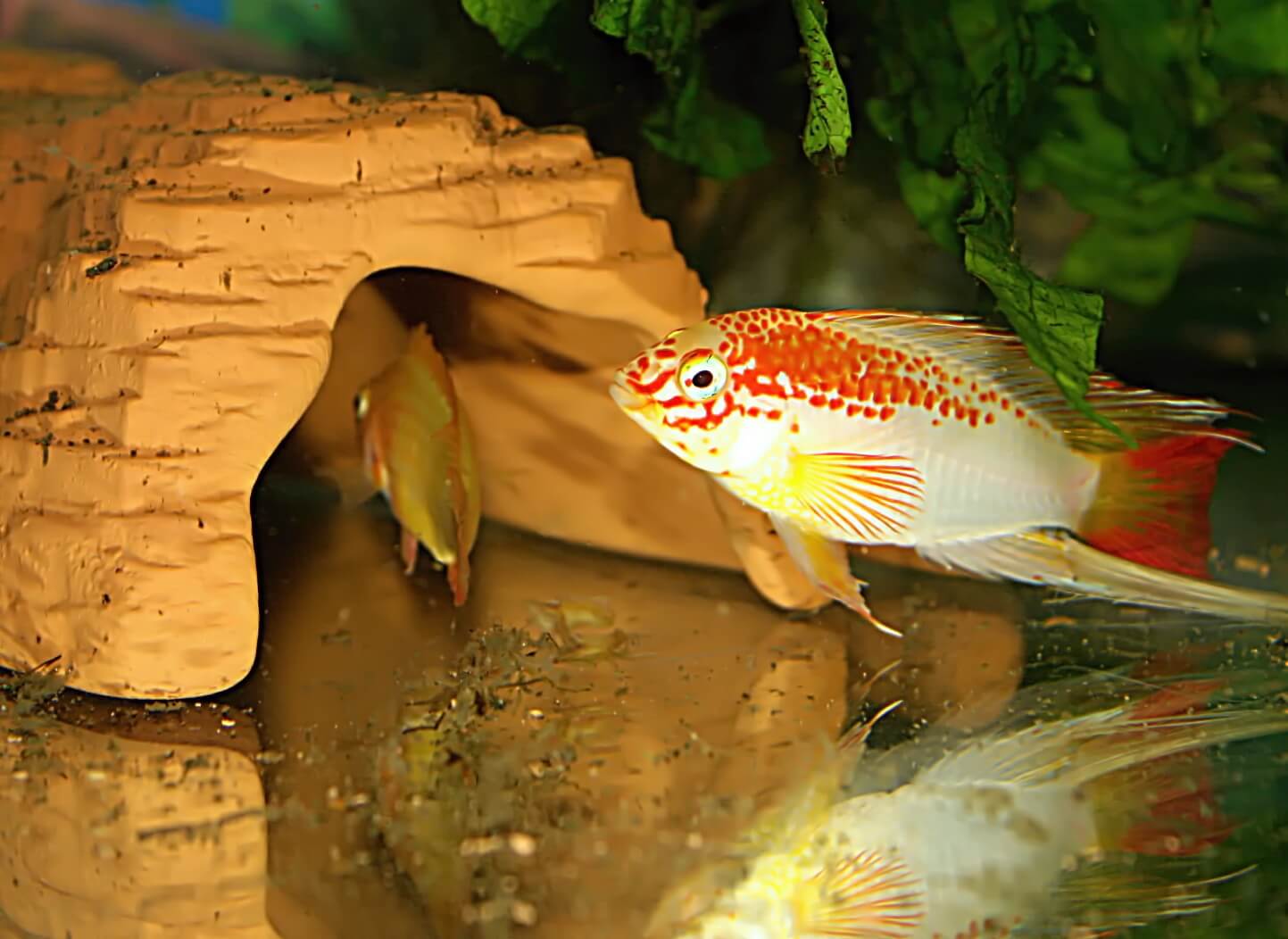 7. We easily use ceramic shelters for spawning.