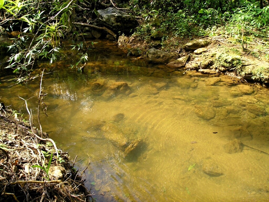 Quetzalbuntbarschen (Vieja melanurus, früherer Name Vieja synspila) bewohnen Gebiete mit klarem Wasser, 24-28 °C warm, weich (3°dGH, 3°dKH), mit pH 7-8.
