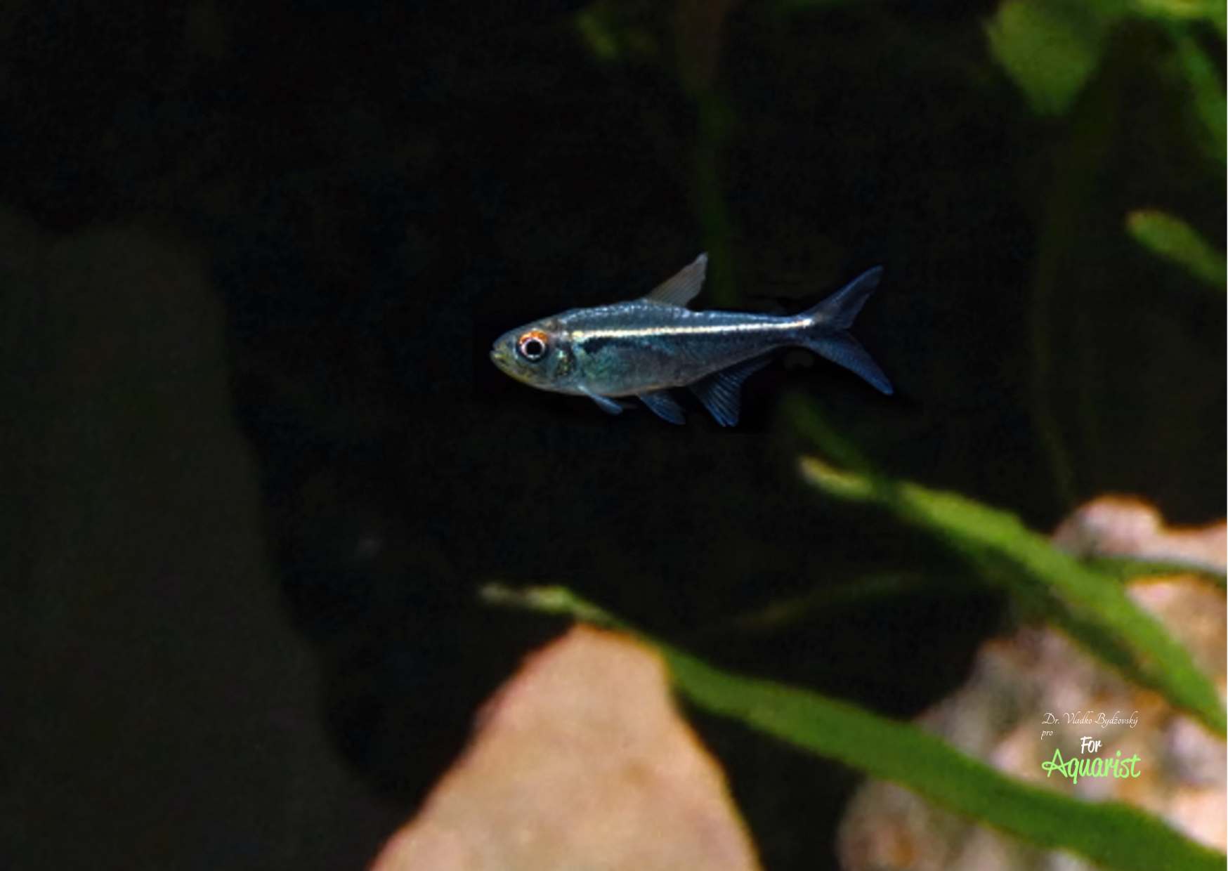 Hyphessobrycon eschwartzae