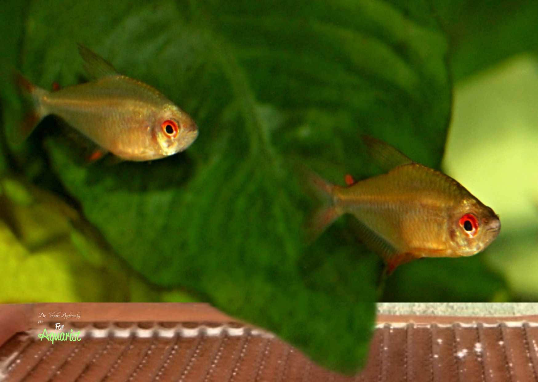 Hyphessobrycon sp. jacareacanga