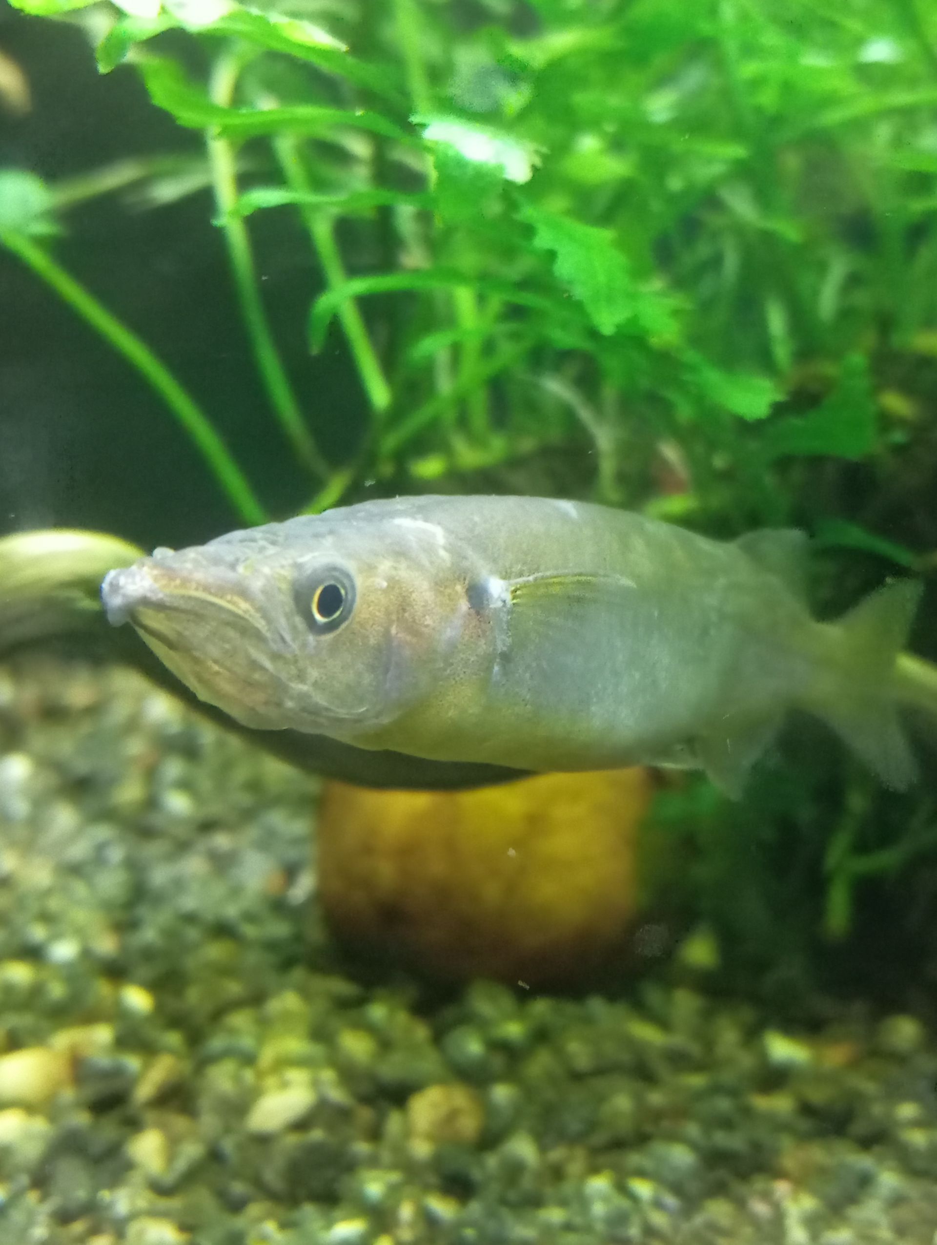 Nomorhamphus celebensis 