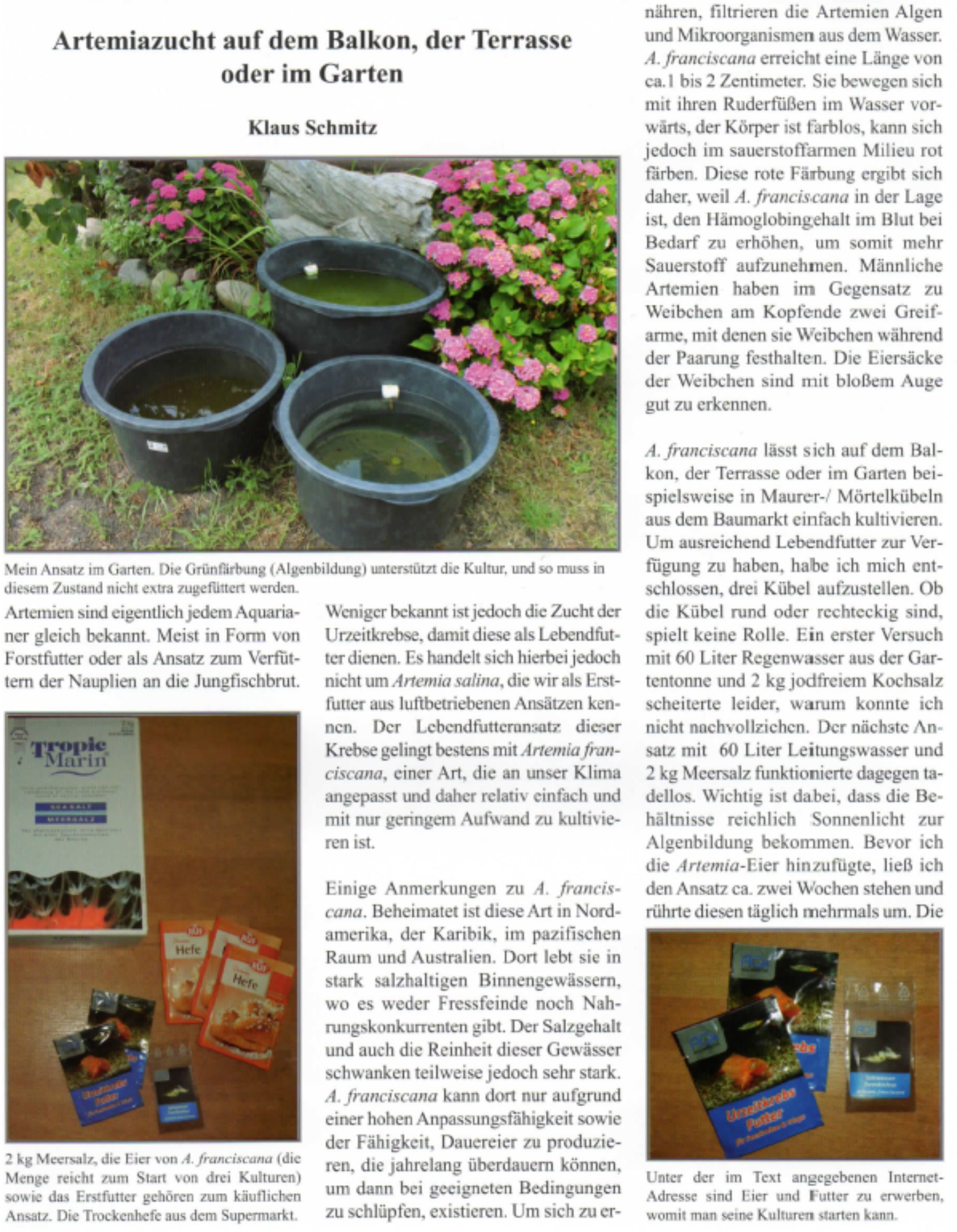 Artemia culture on the balcony, the terrace, or in the garden