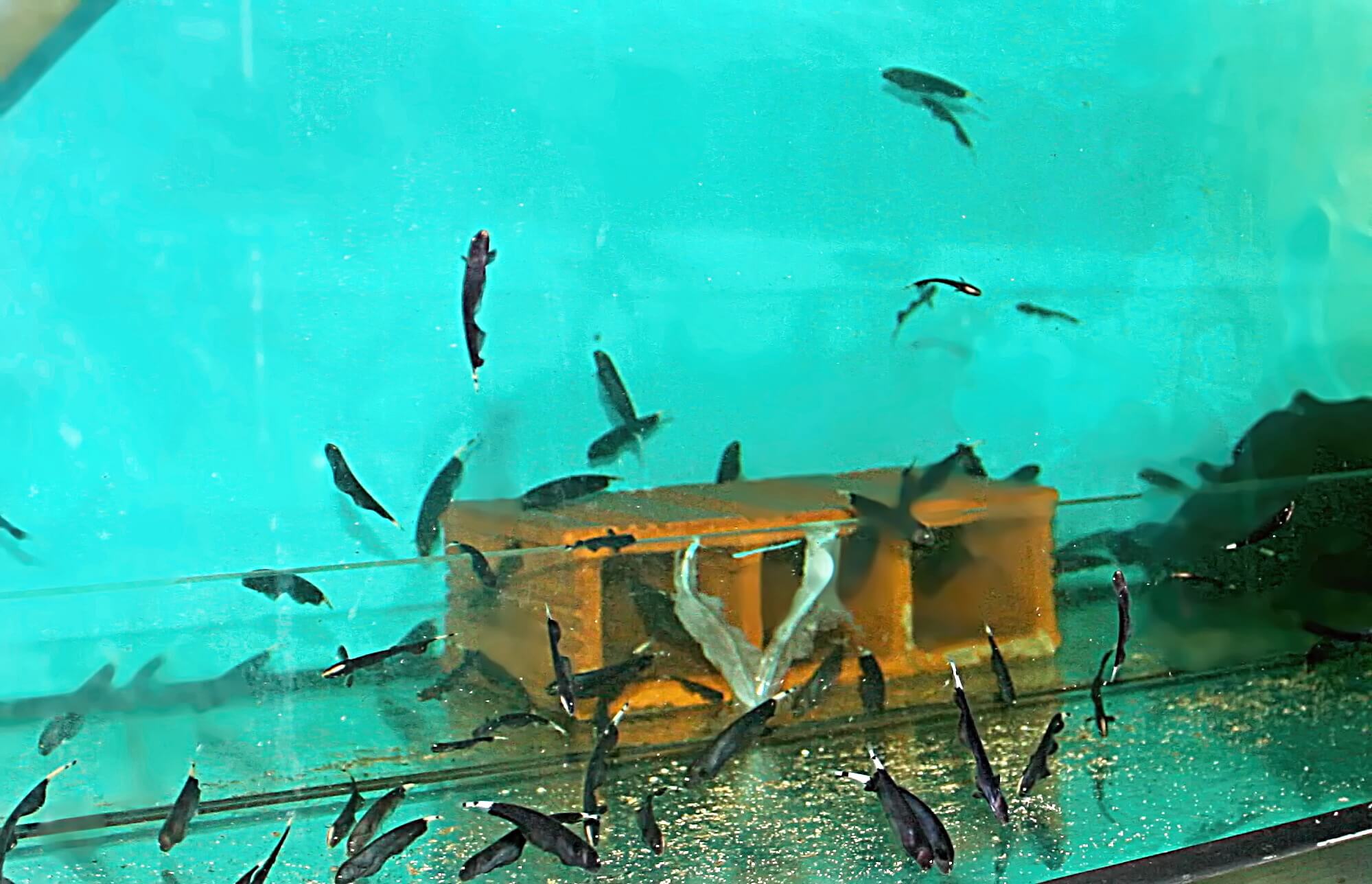 8.	Für die Aufzucht junger Apteronotus albifrons ist es notwendig, größere Aquarien zu verwenden.