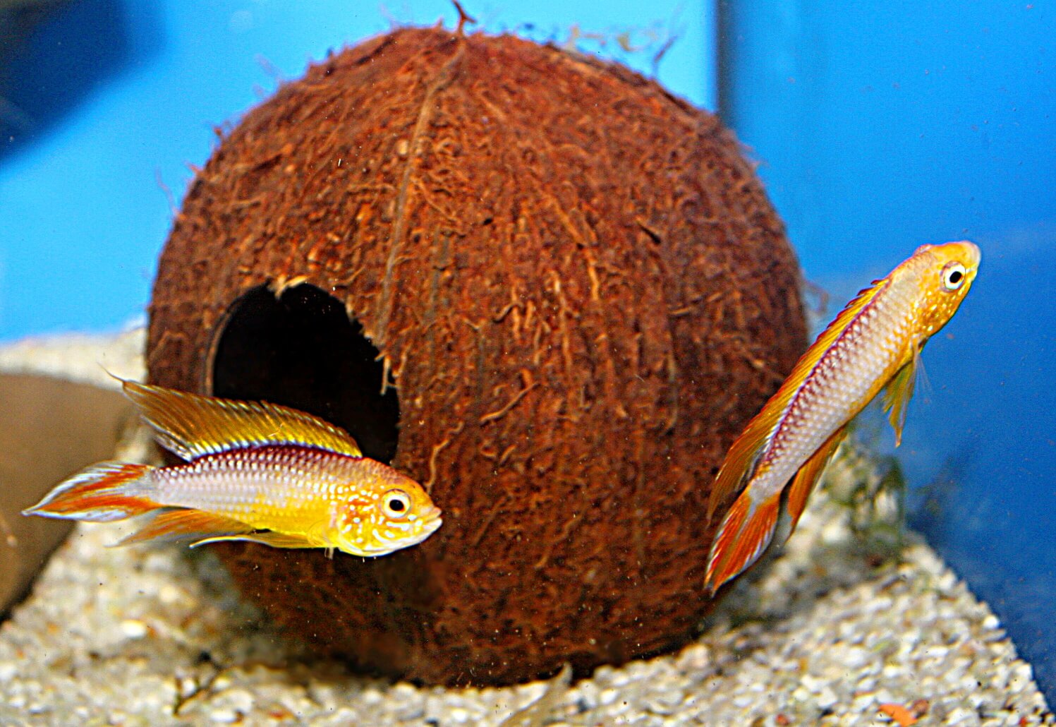 6.	Pojedynki między samcami trwają czasami całe minuty i można je obserwować.