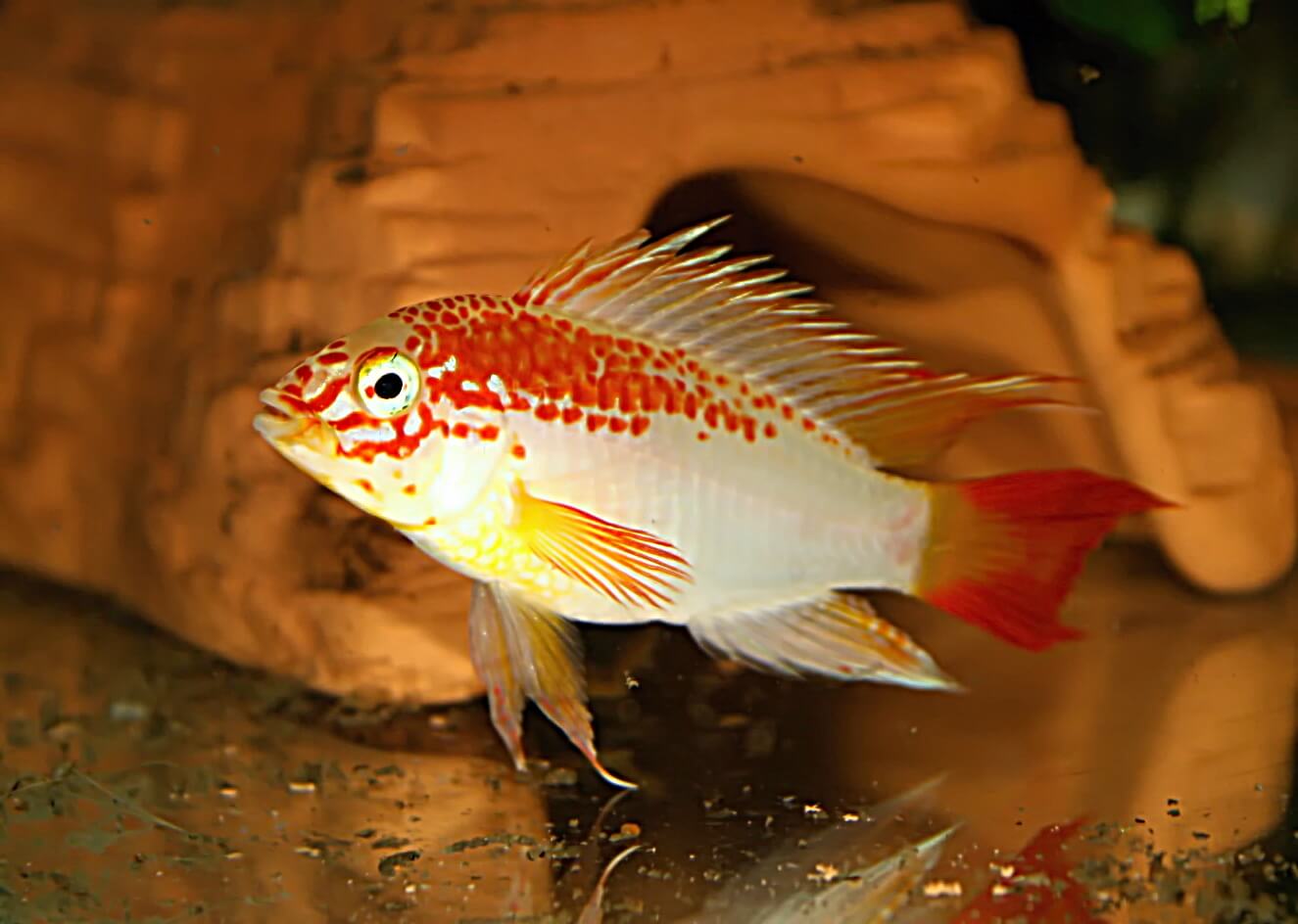 8. The male guards the surroundings of the ceramic hiding place, where the female takes care of the clutch.