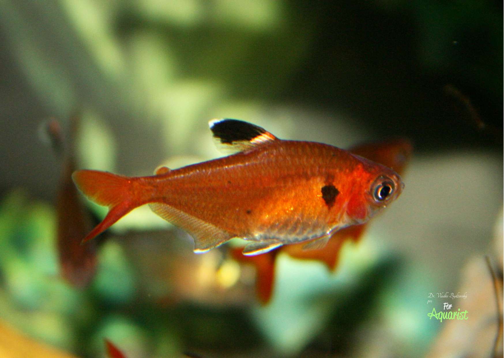 Hyphessobrycon haraldschultzi