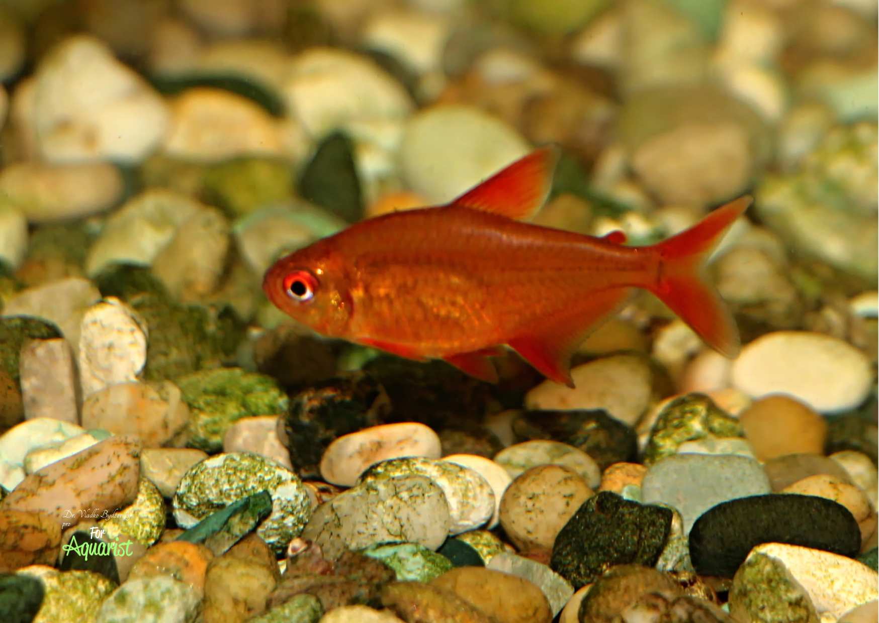 Hyphessobrycon sp. Munzel - red cherry