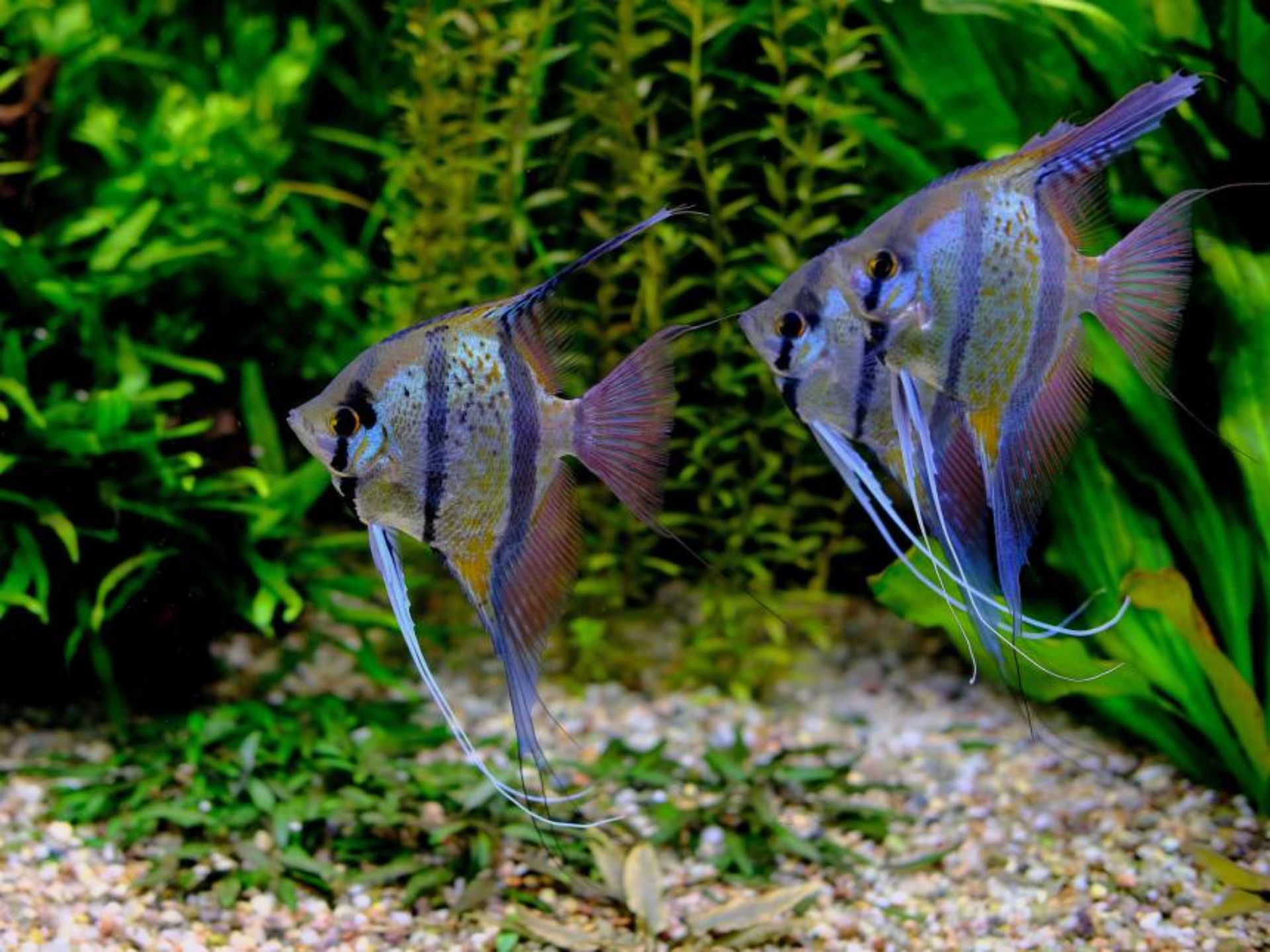 Pterophyllum scalare 'Rio Nanay'