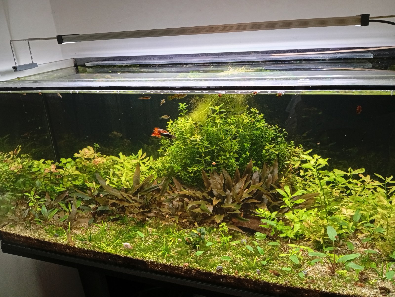 Bez filtracie a vzduchovania len svetlo